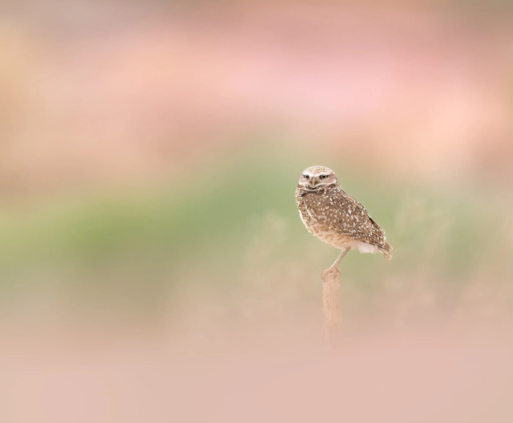 _P7A9524-054-Edit.jpg