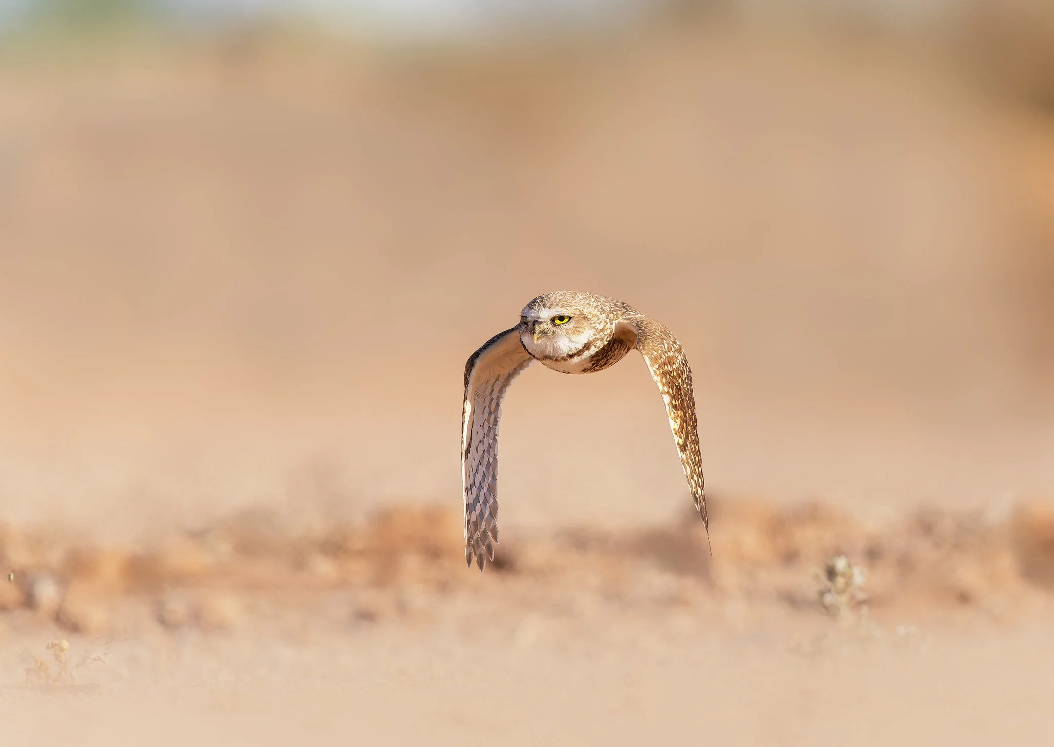 _P7A1910-055-Edit-Edit-Edit.jpg