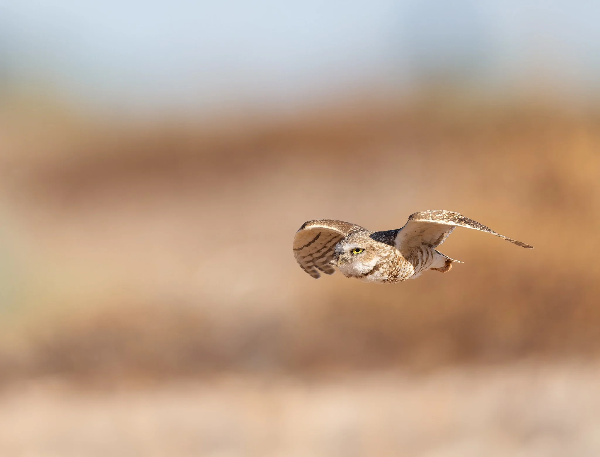 _P7A1929-060-Edit-Edit.jpg