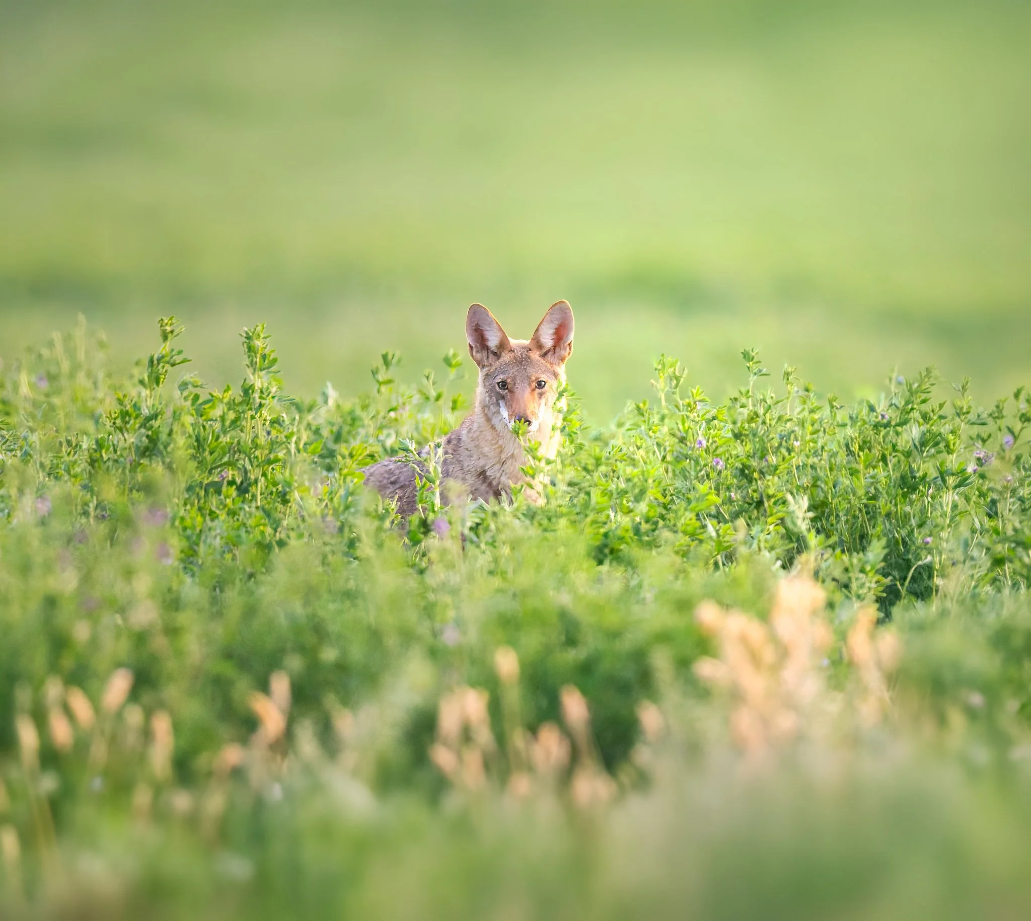 _P7A0627-008-Edit-Edit.jpg