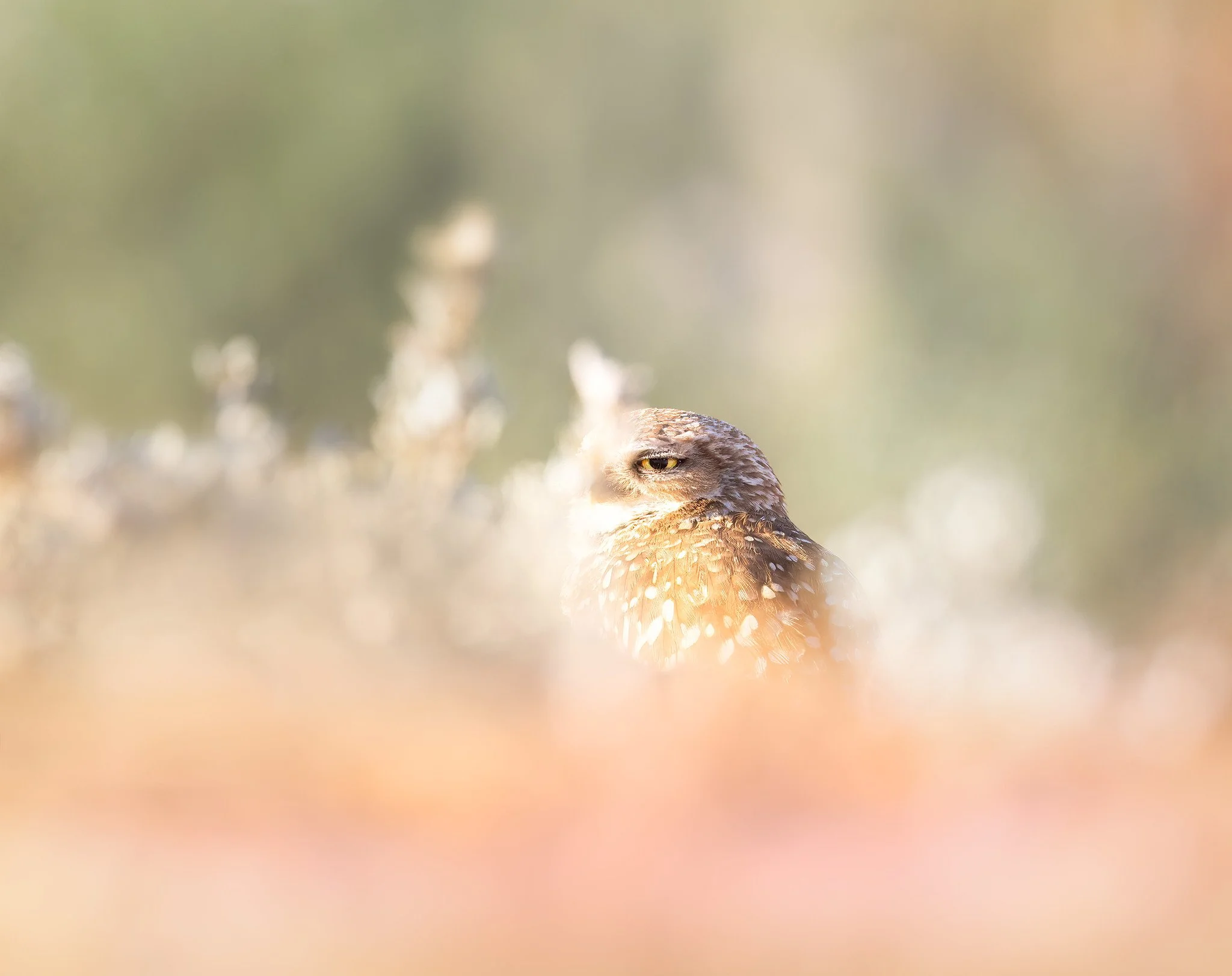 _P7A1275-024-Edit.jpg