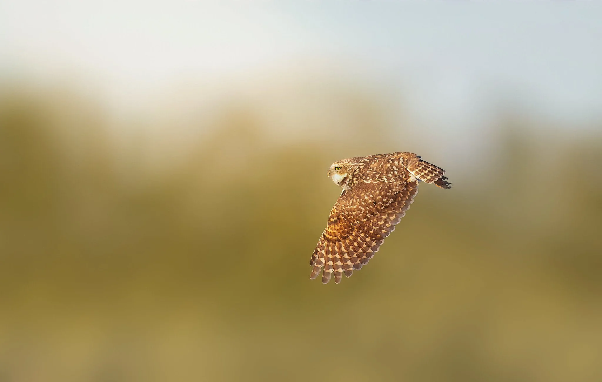 _P7A1152-023-Edit-Edit-Edit.jpg