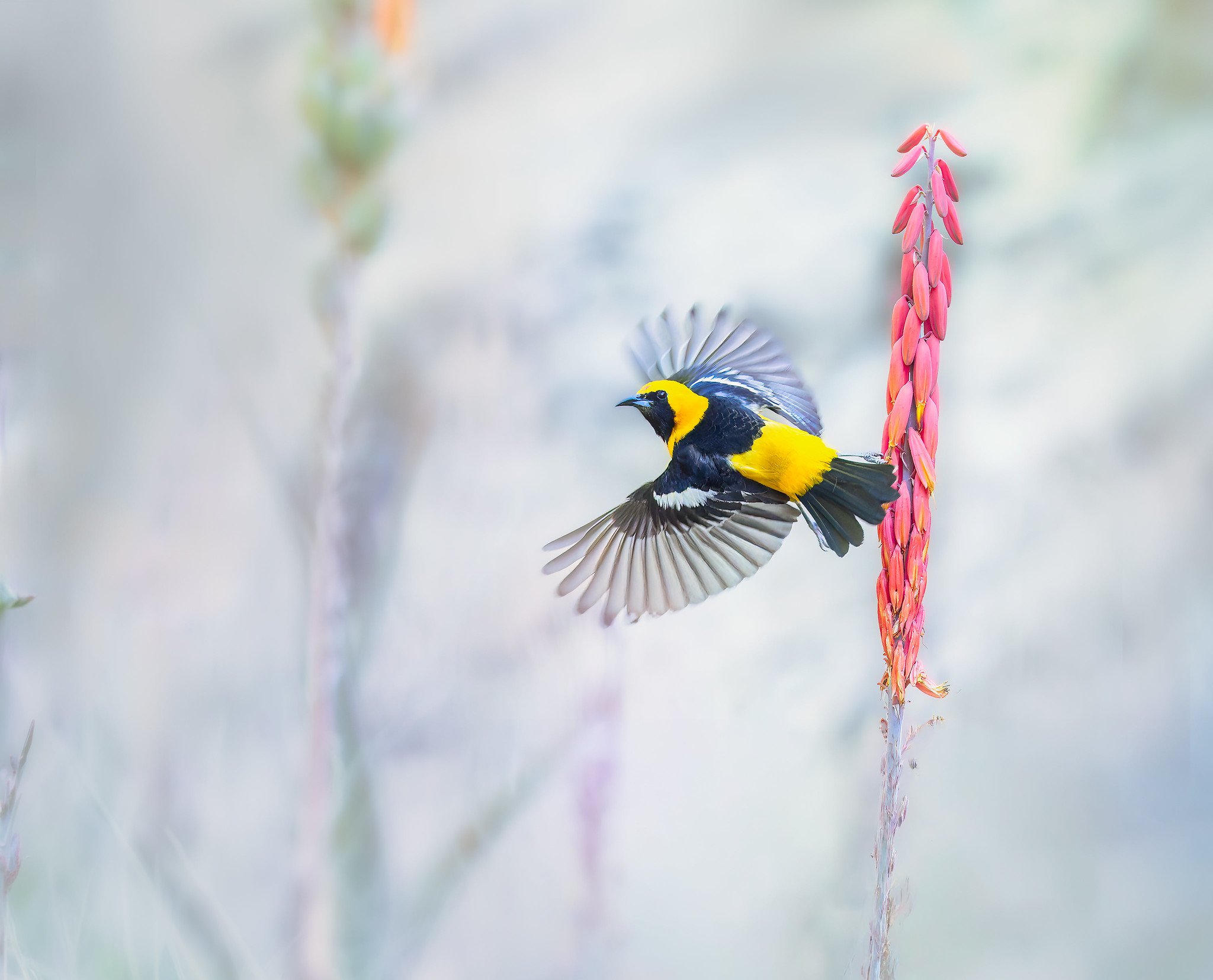 _P7A2583-017-Edit-Edit-Edit.jpg