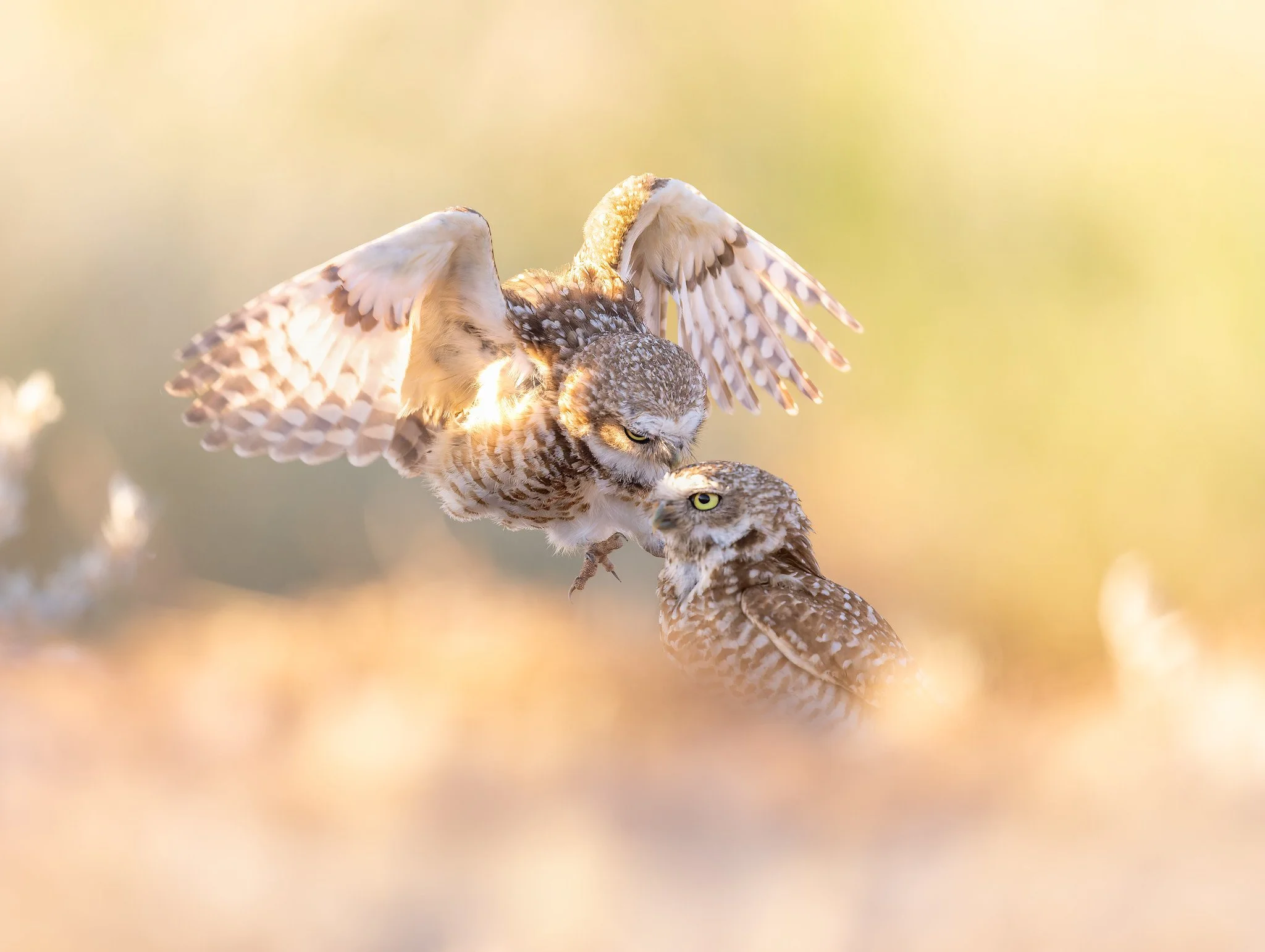 20260613-_P7A6318-Edit-Edit.jpg