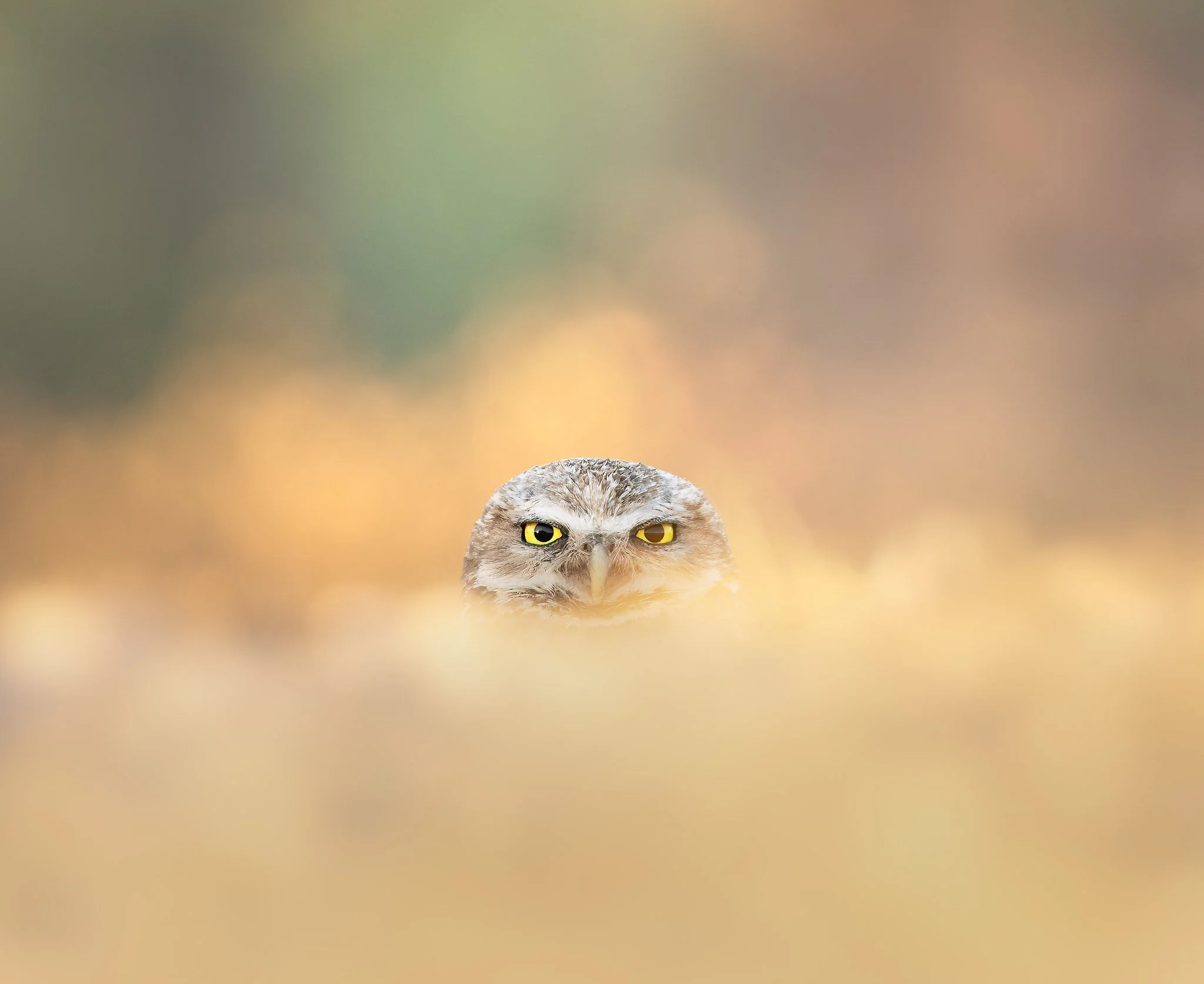 20260621-_P7A8133-Edit-Edit.jpg
