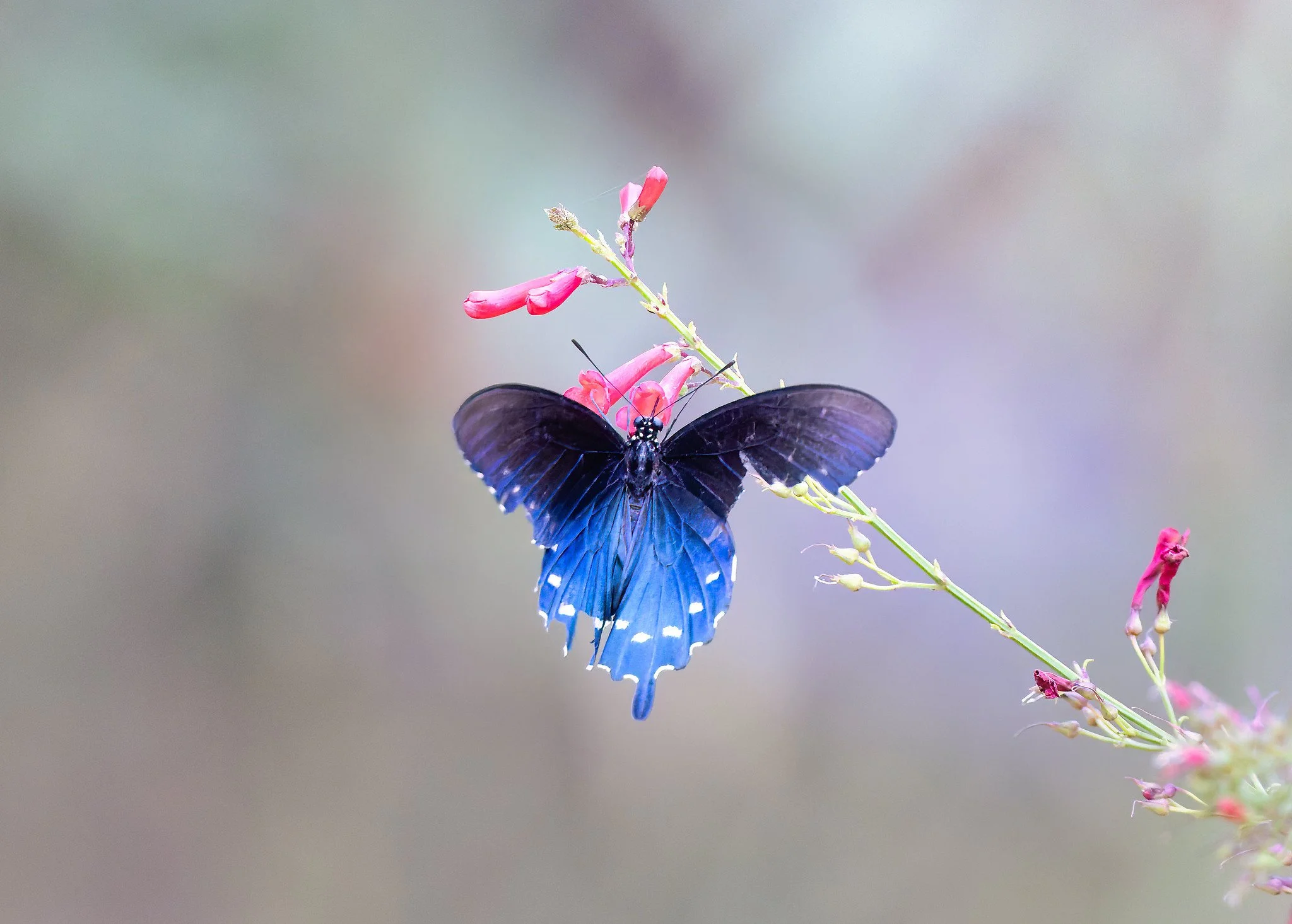 20260711-_P7A0672-Edit-Edit.jpg