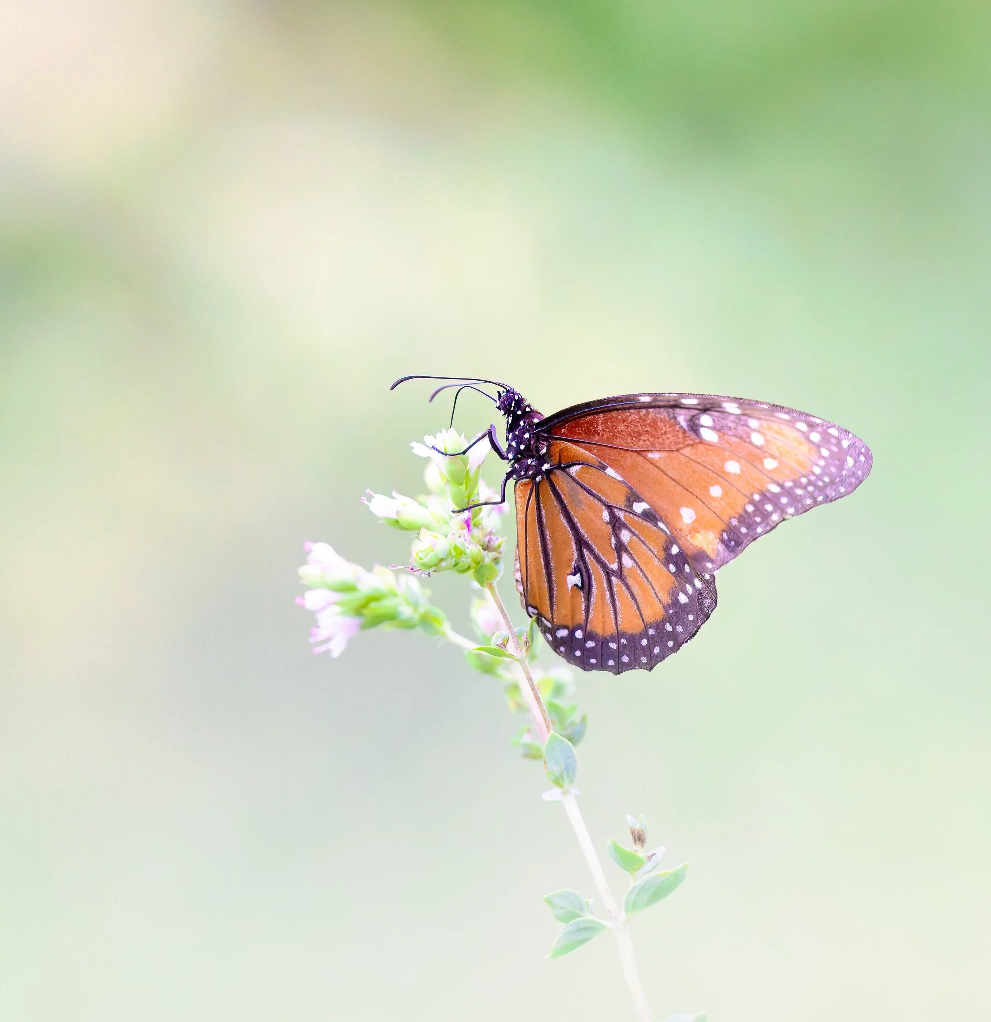 20260711-_P7A0084-Edit-Edit.jpg