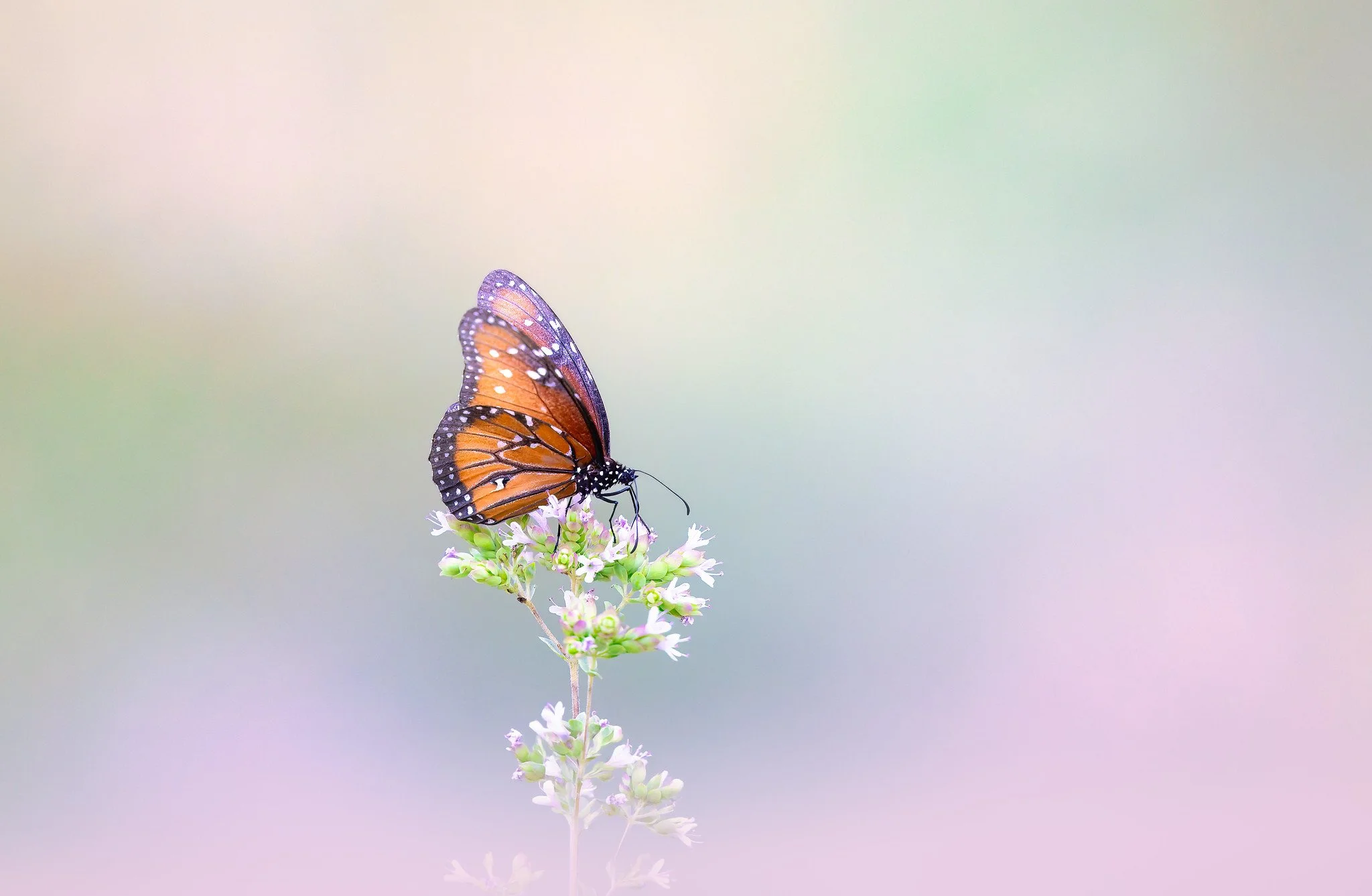 20260711-_P7A9847-Edit-Edit.jpg
