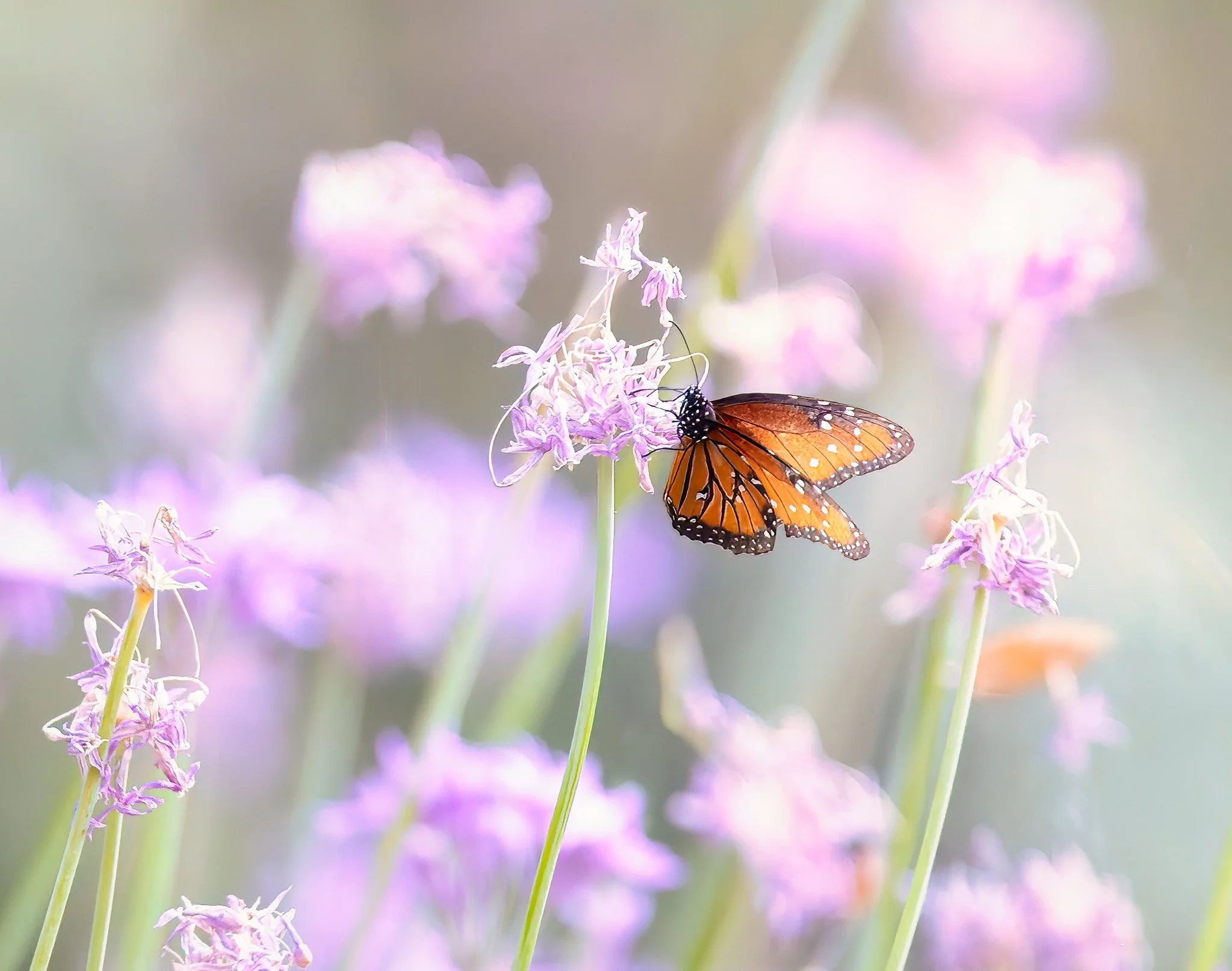 20260711-_P7A9552-Edit-Edit.jpg