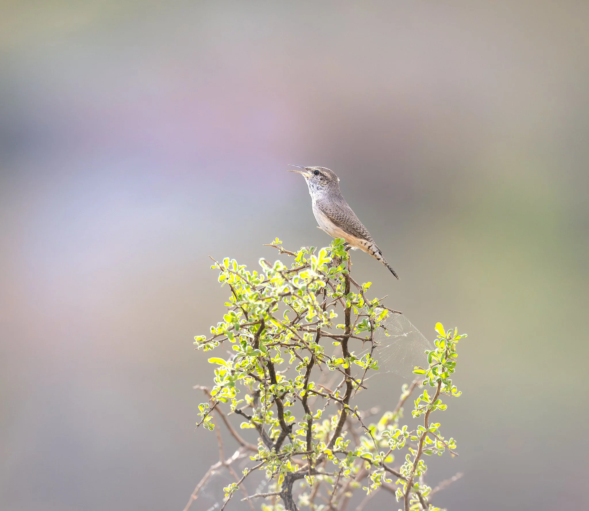 20260927-_P7A8295-Edit-Edit.jpg