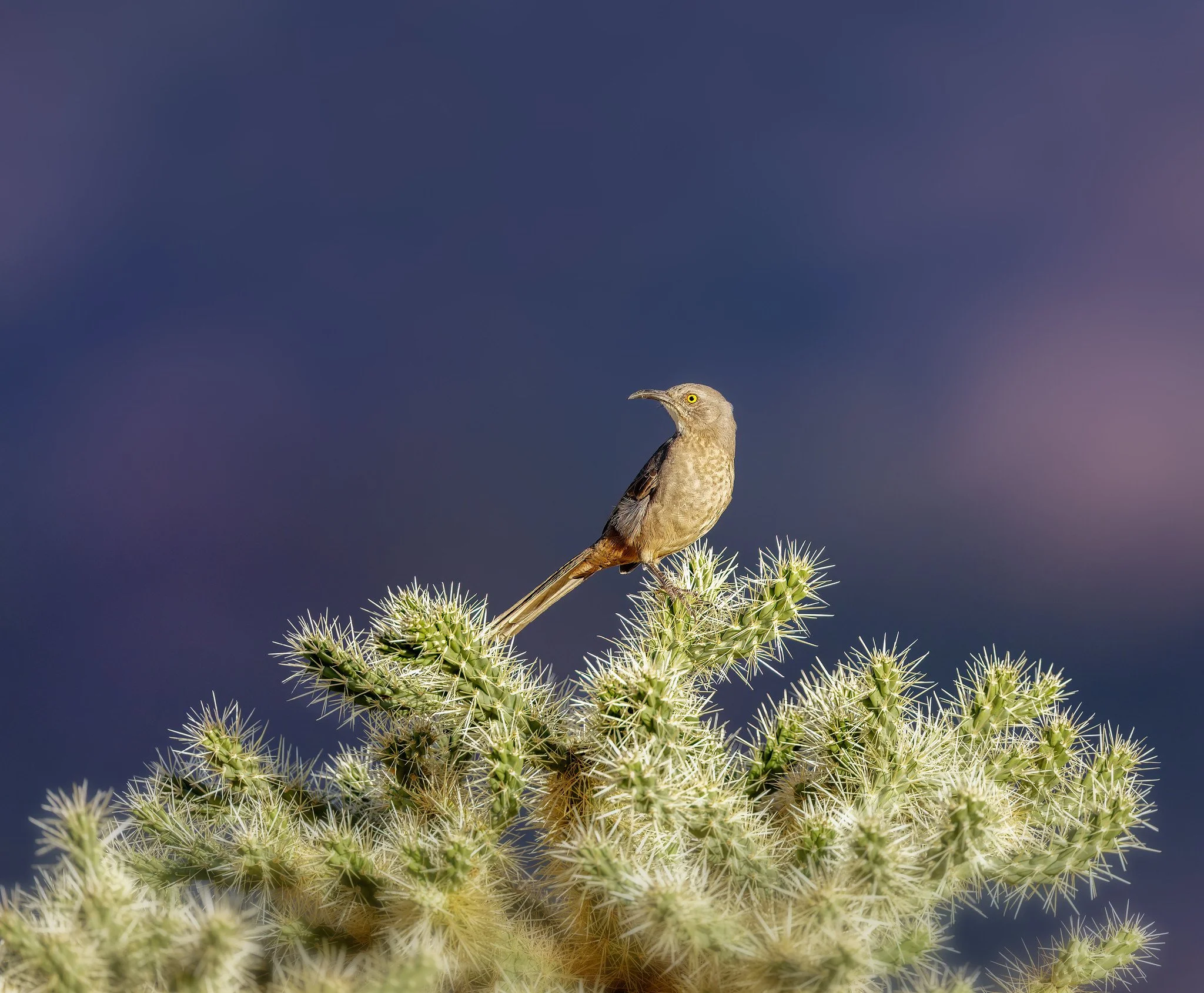 20260927-_P7A7587-Edit.jpg