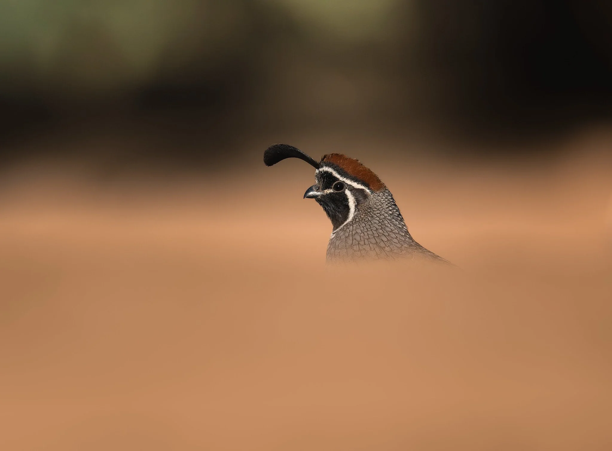 20261003-_CW_3706-Edit-Edit.jpg