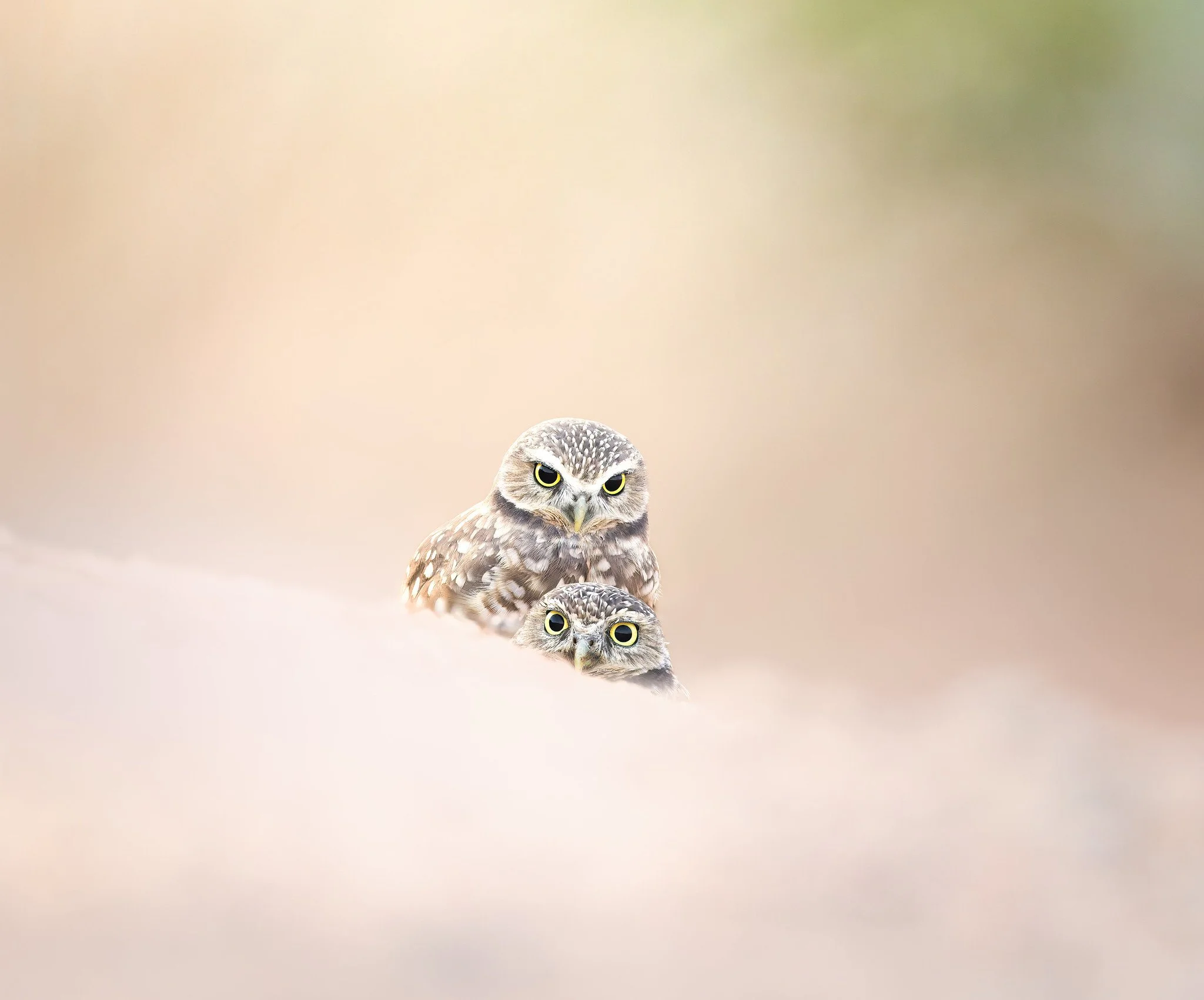 20261010-_CW_1637-Edit-Edit-Edit.jpg