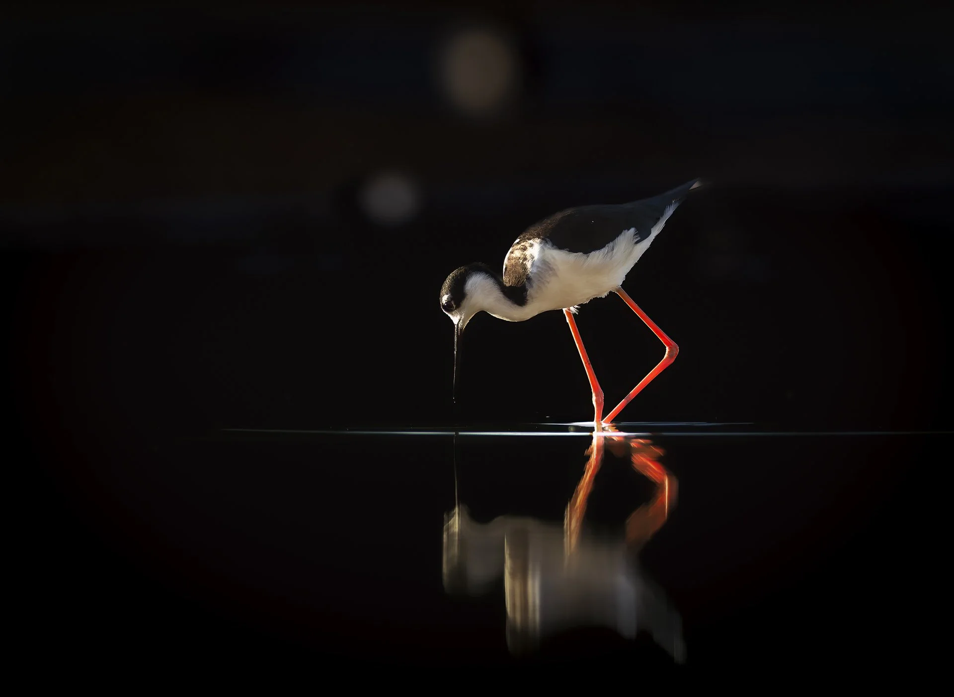 Bird with long legs and black and white plumage wading in water