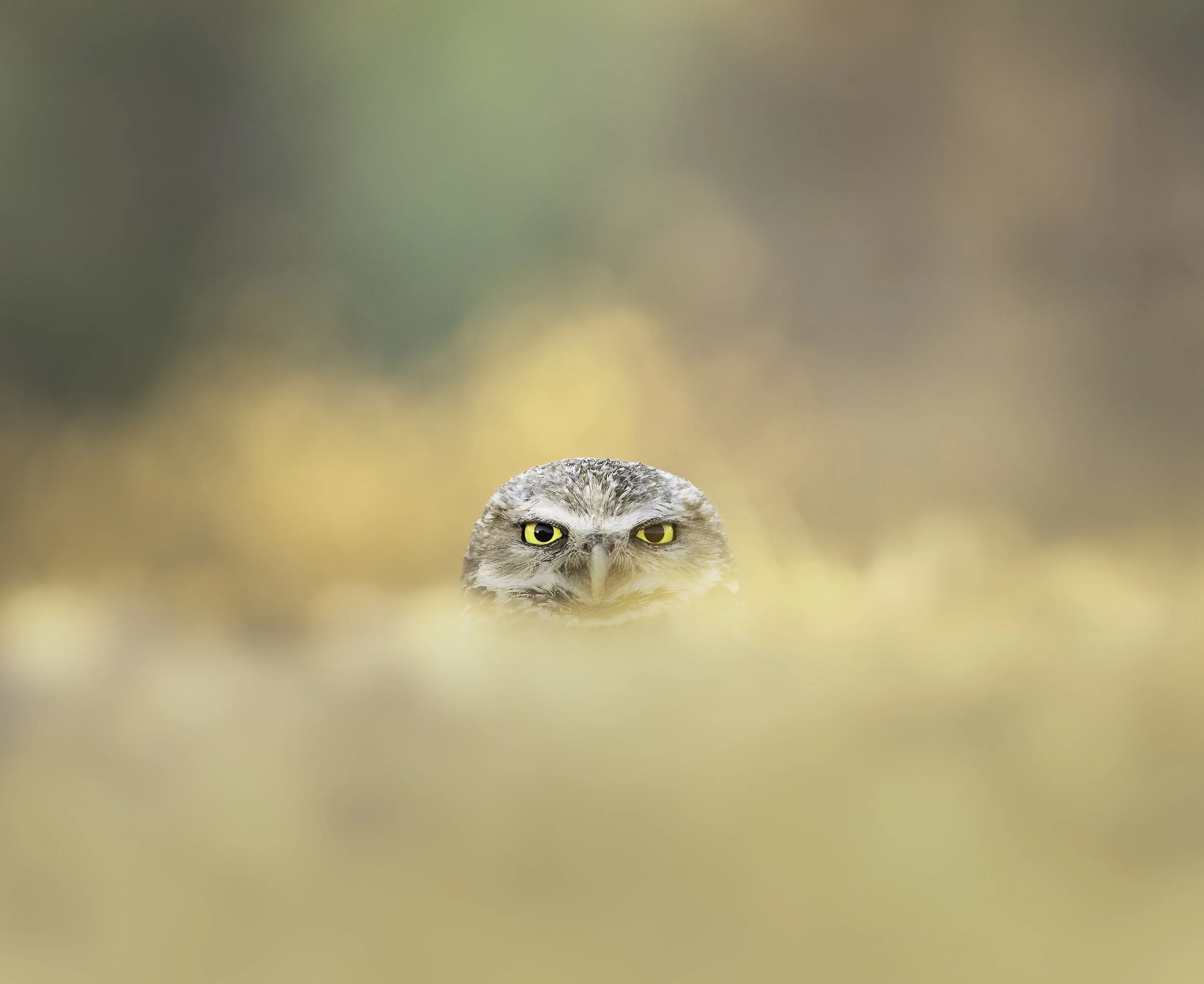 20260621-_P7A8133-Edit-Edit.jpg