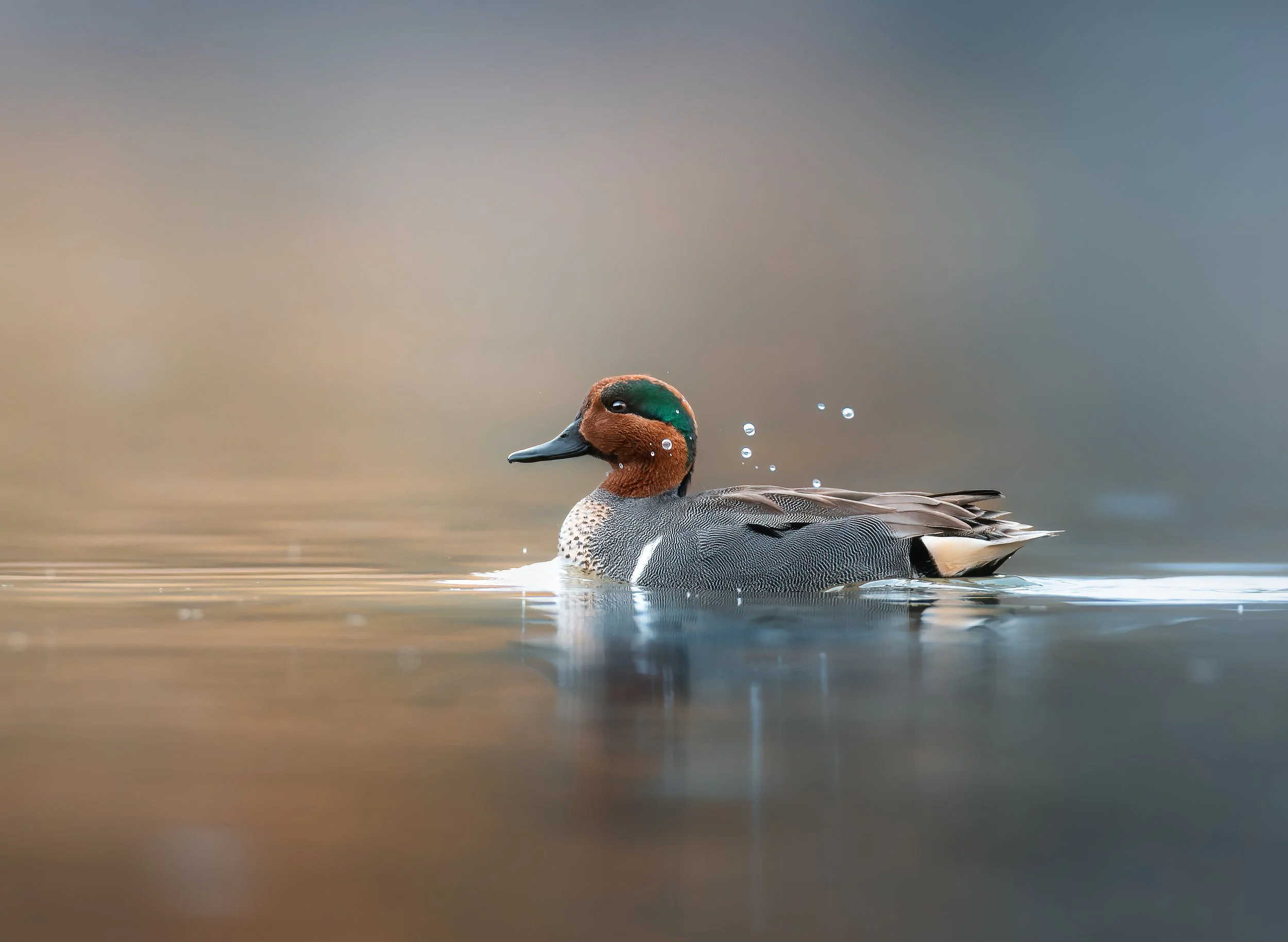 A duck swimming on calm water, with droplets splashing around it.