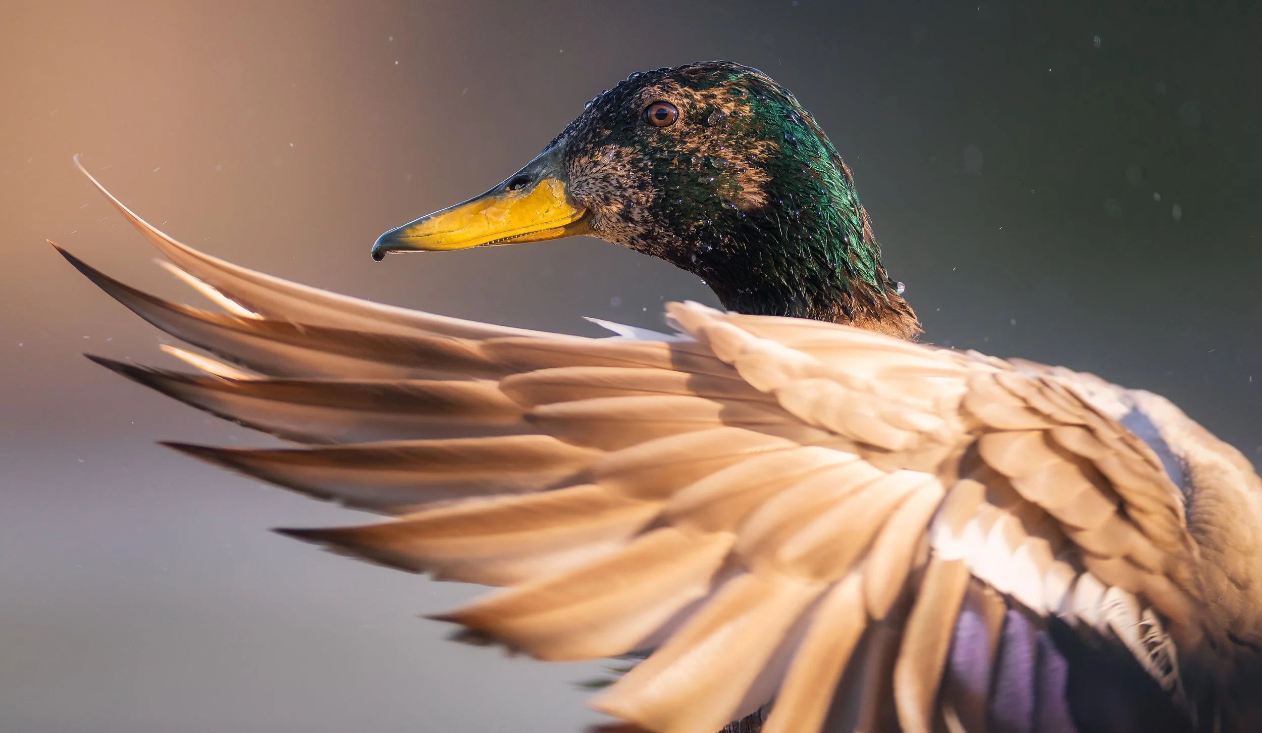 Close-up of a mallard duck flapping its wings