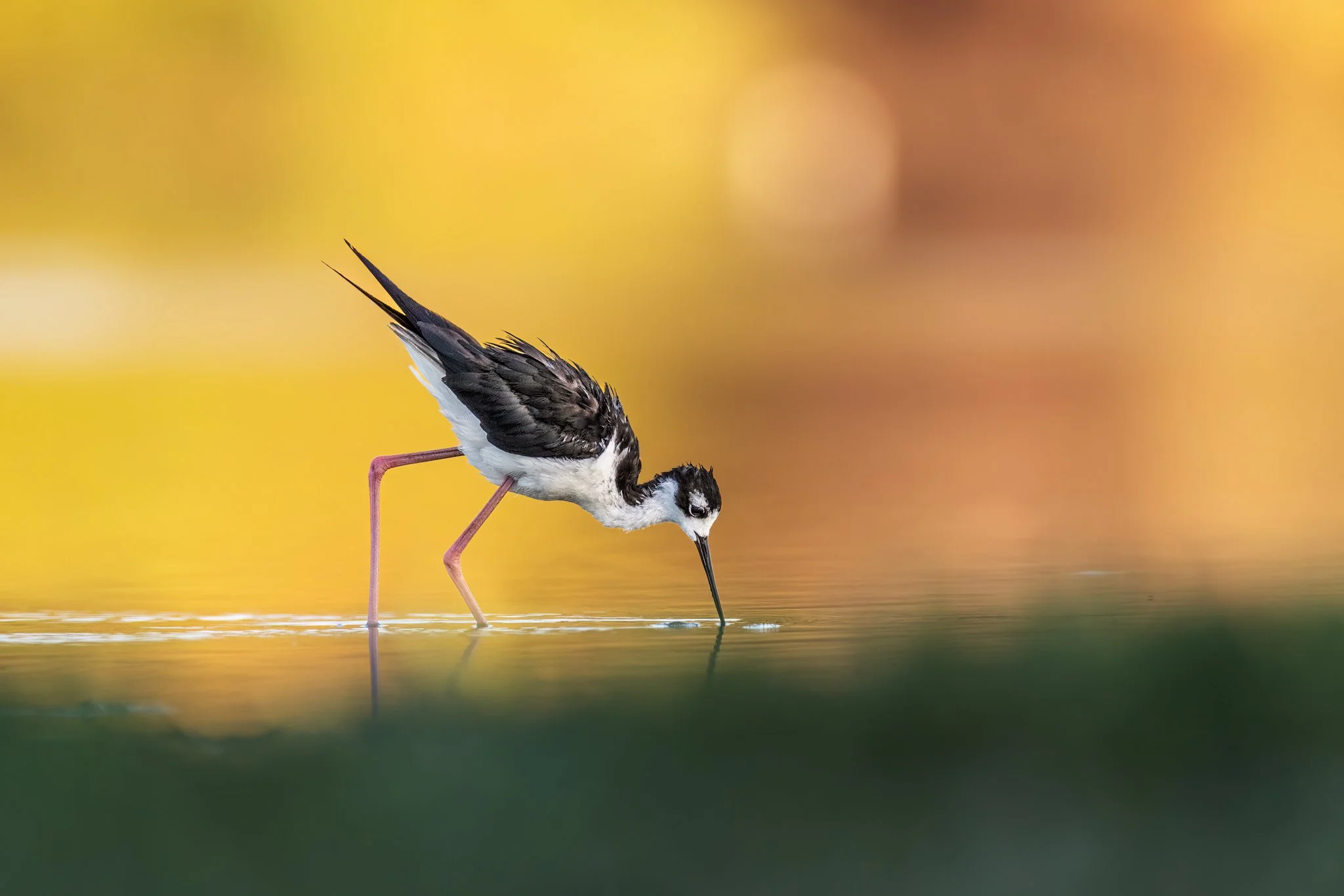 Black-necked stilt wading in water with golden background.