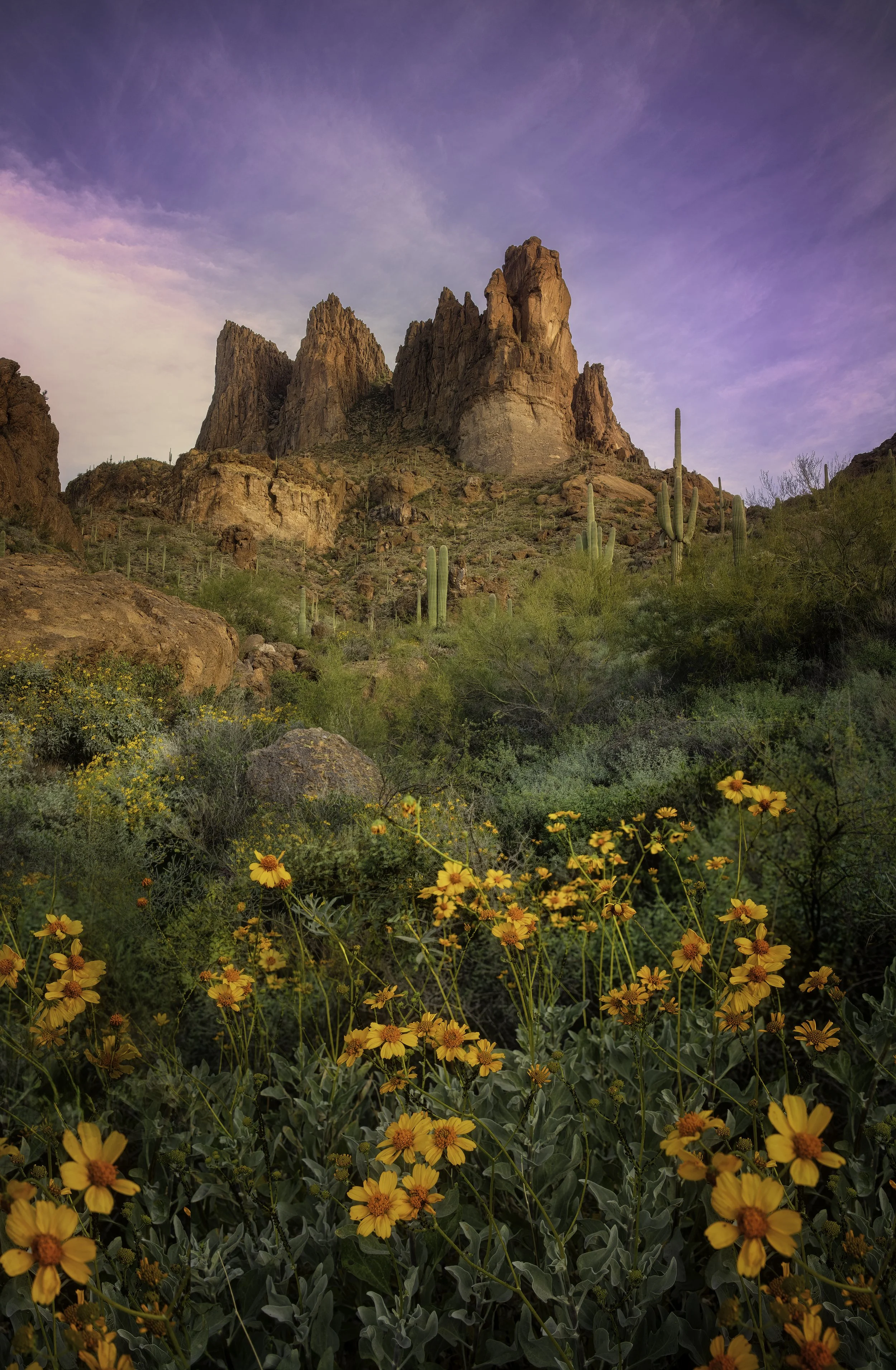 Desert landscape with orange flowers in the foreground, green shrubs, tall cacti, rocky mountains, and a purple-pink sky.