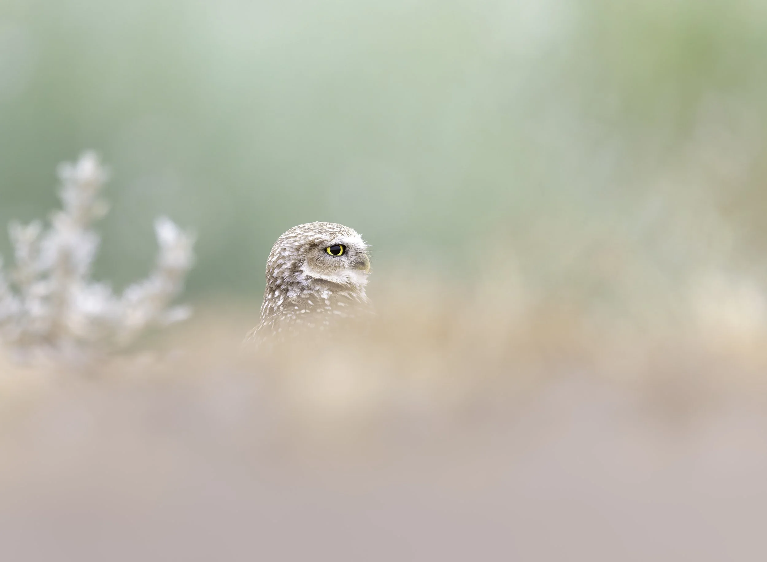 _P7A8095-009-Edit.jpg