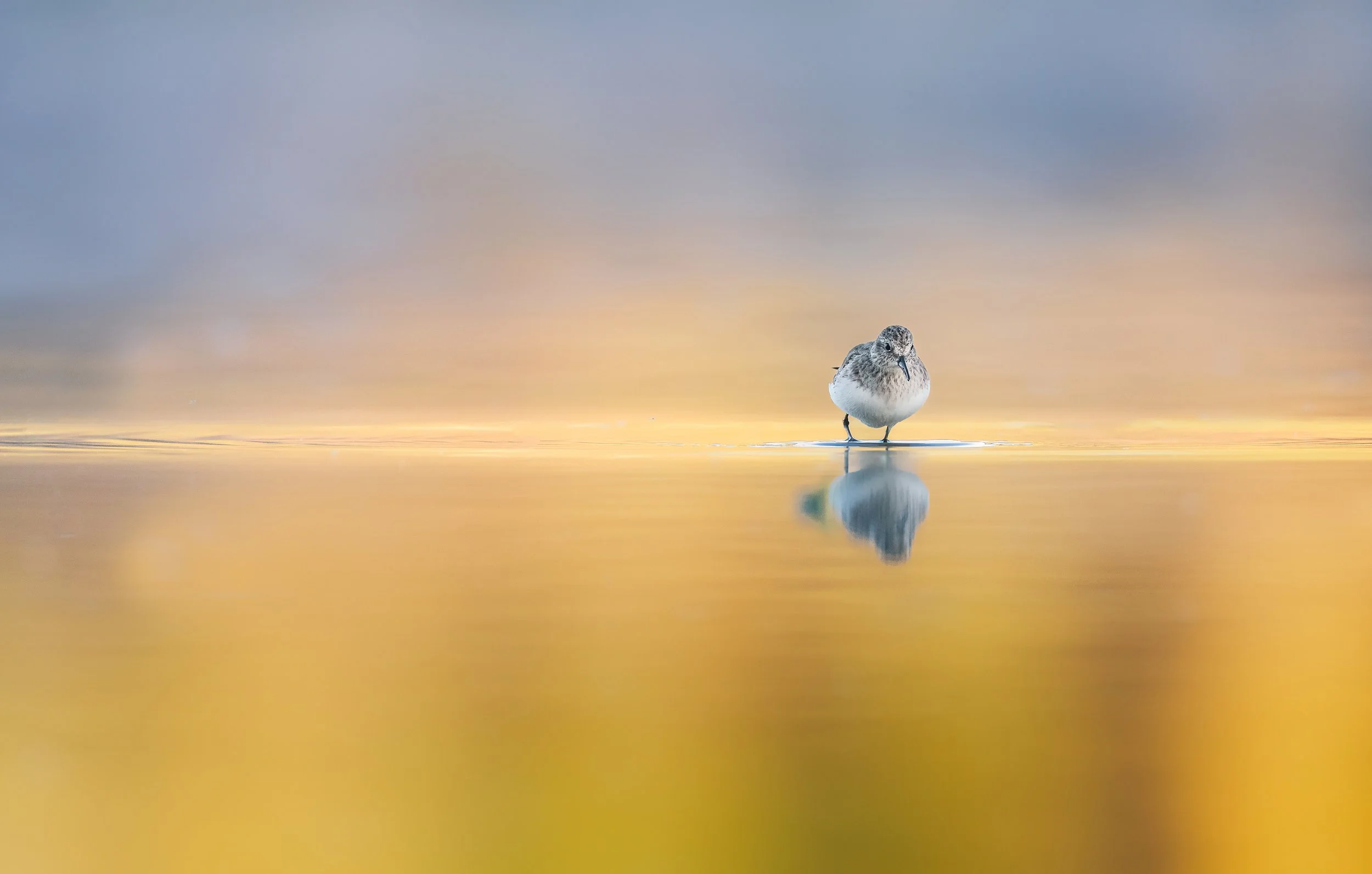 Small bird standing on shallow water with a blurred golden background and reflection on the surface.