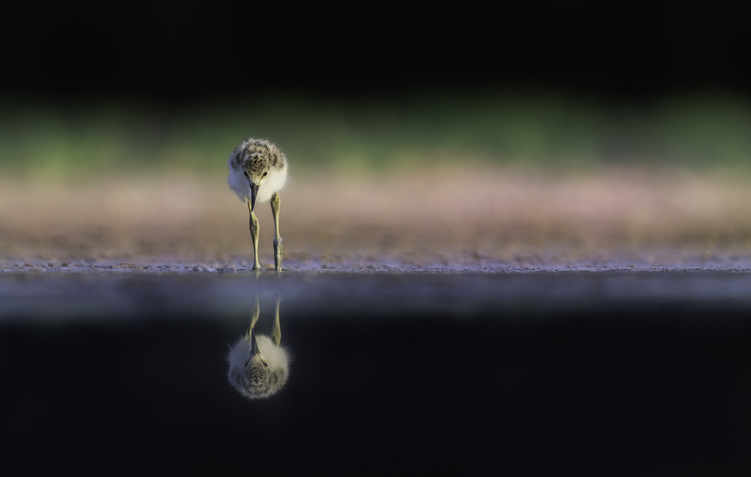 020A7801-035-Edit-Edit.jpg