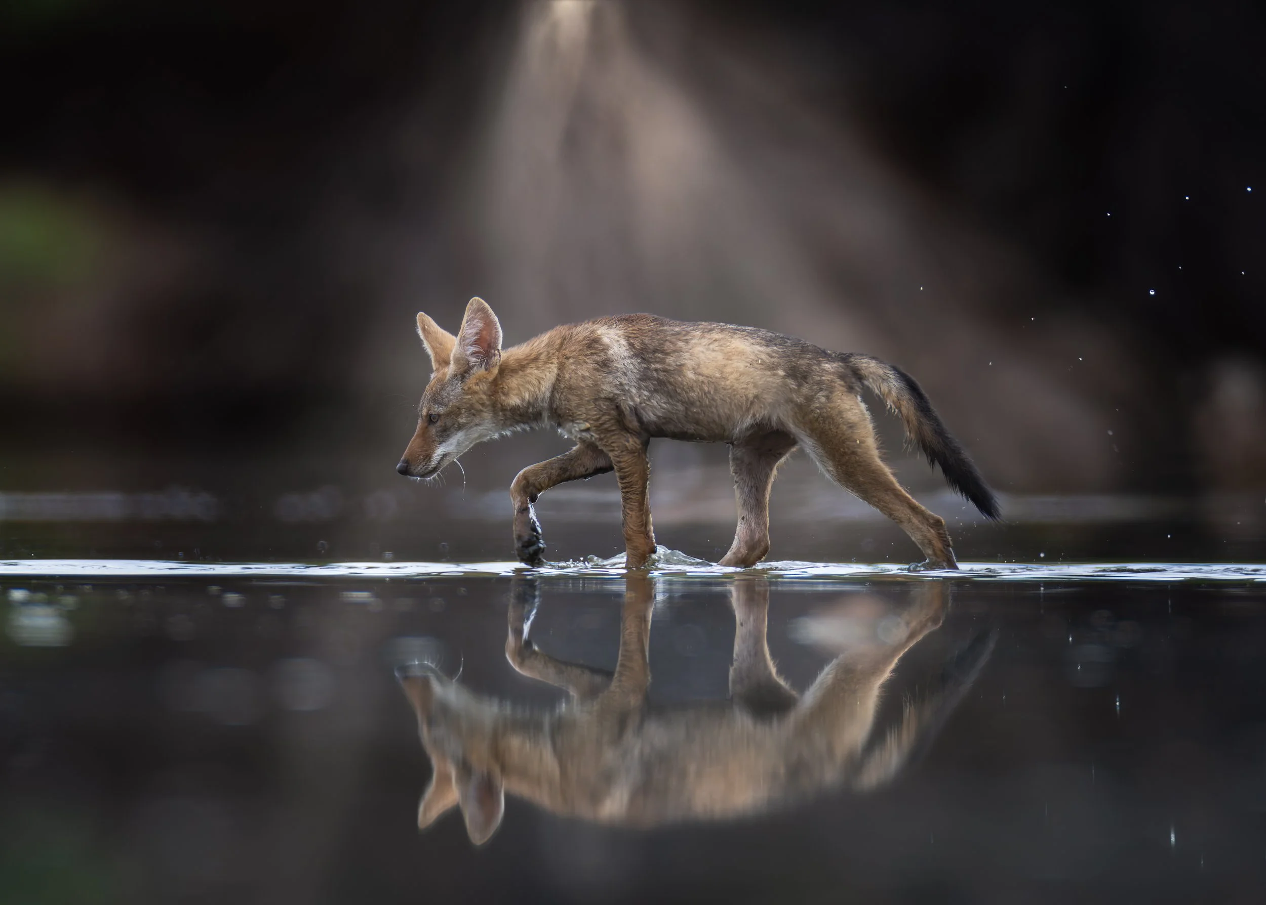 A coyote walking through shallow water with its reflection visible.