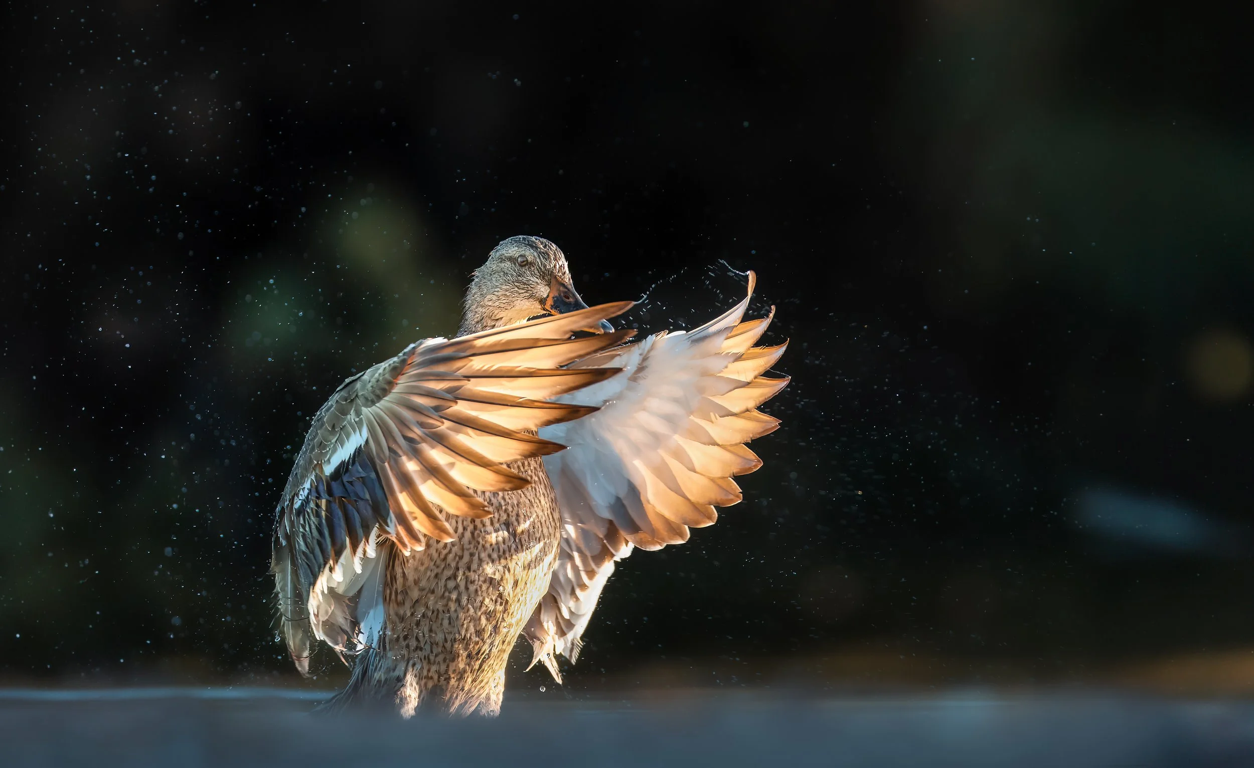 Duck flapping wings with water droplets and dark background