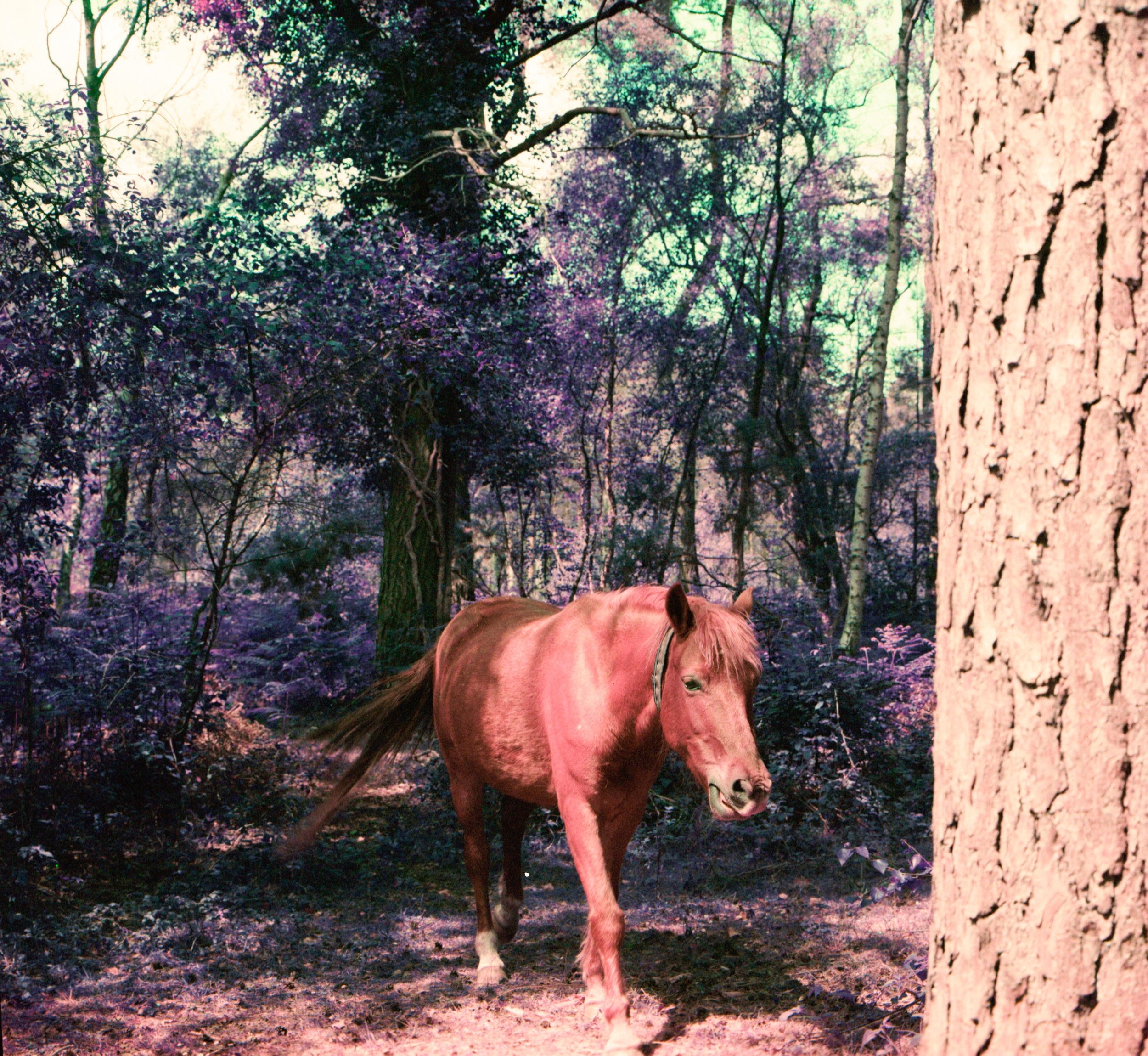 Untitled (10).jpeg