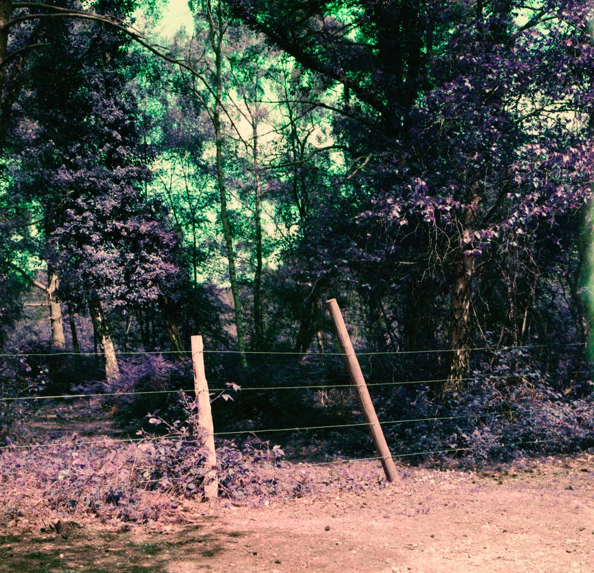 Untitled (7).jpeg