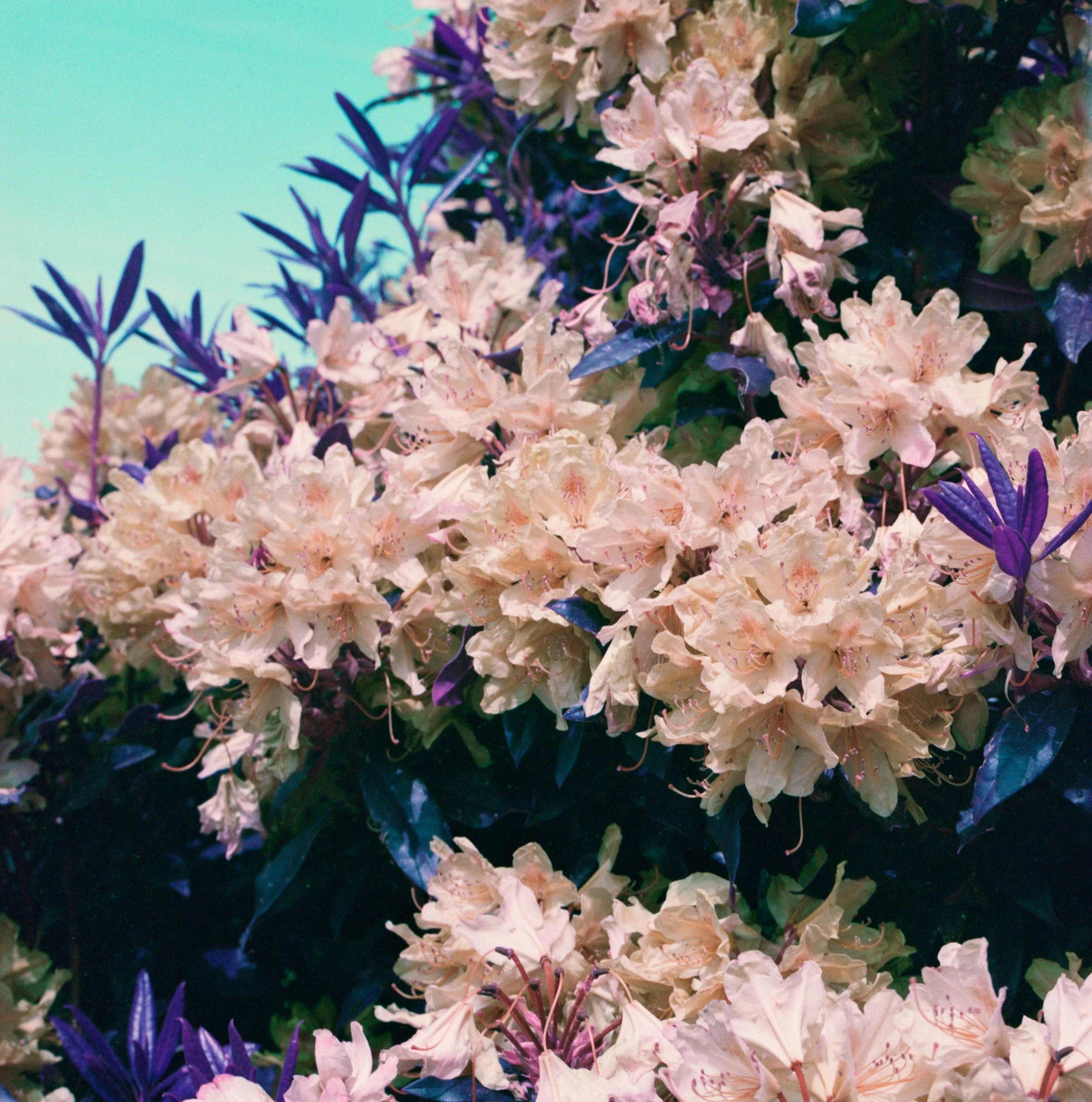 Untitled (5).jpeg