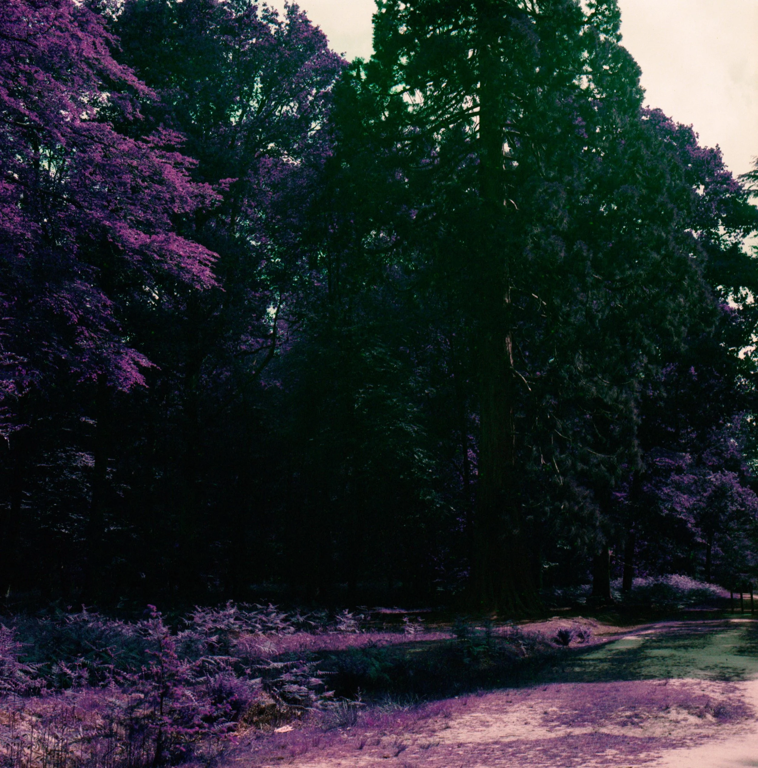 Untitled (6).jpeg