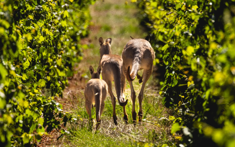 kangaroos.png