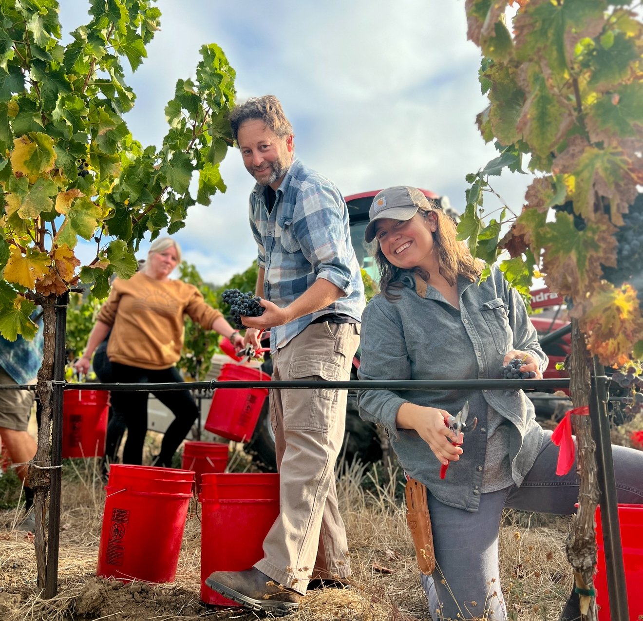 People holding red buckets collecting grapes in a vineyard
