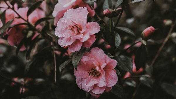 rose-background-600x338.jpeg