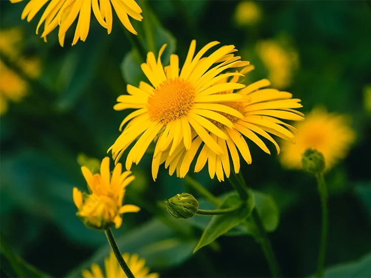 Arnica-montana-arnica-732x549-thumbnail.jpg