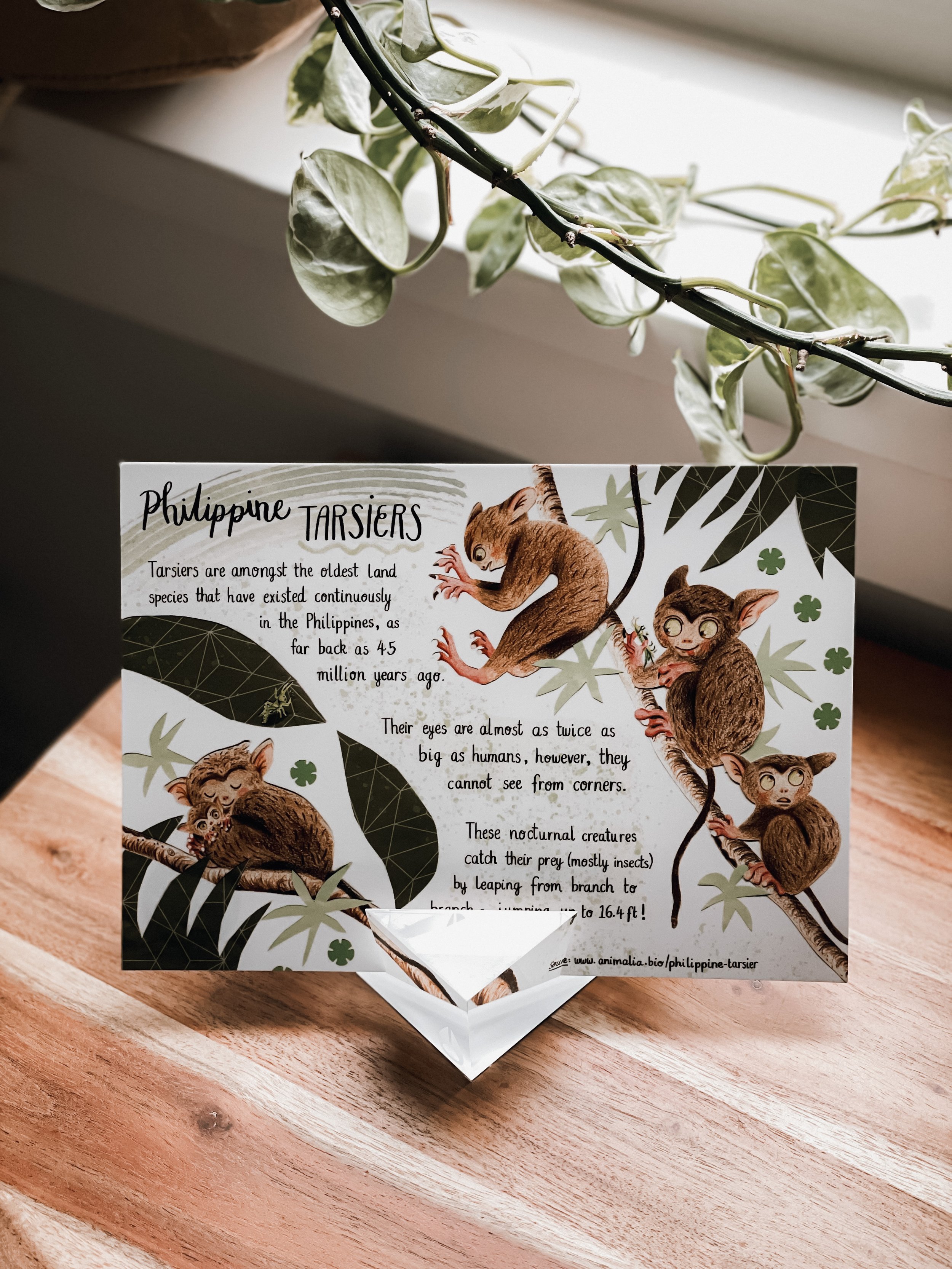 Tarsier Print