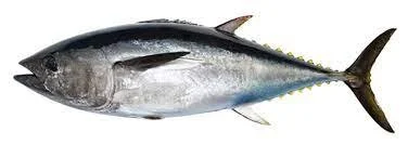 Tuna.jpeg