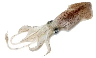 squid.jpeg