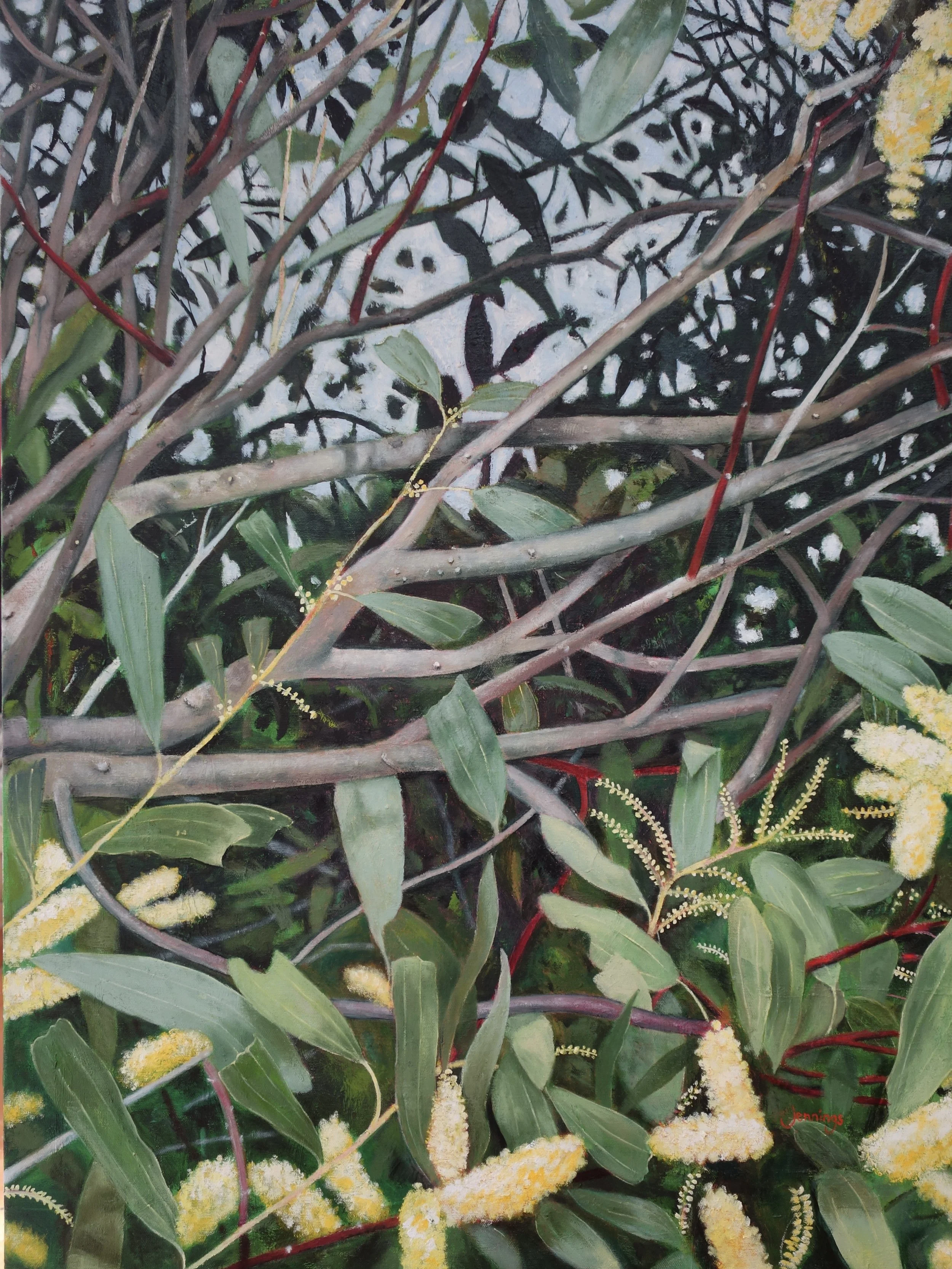 Acacia