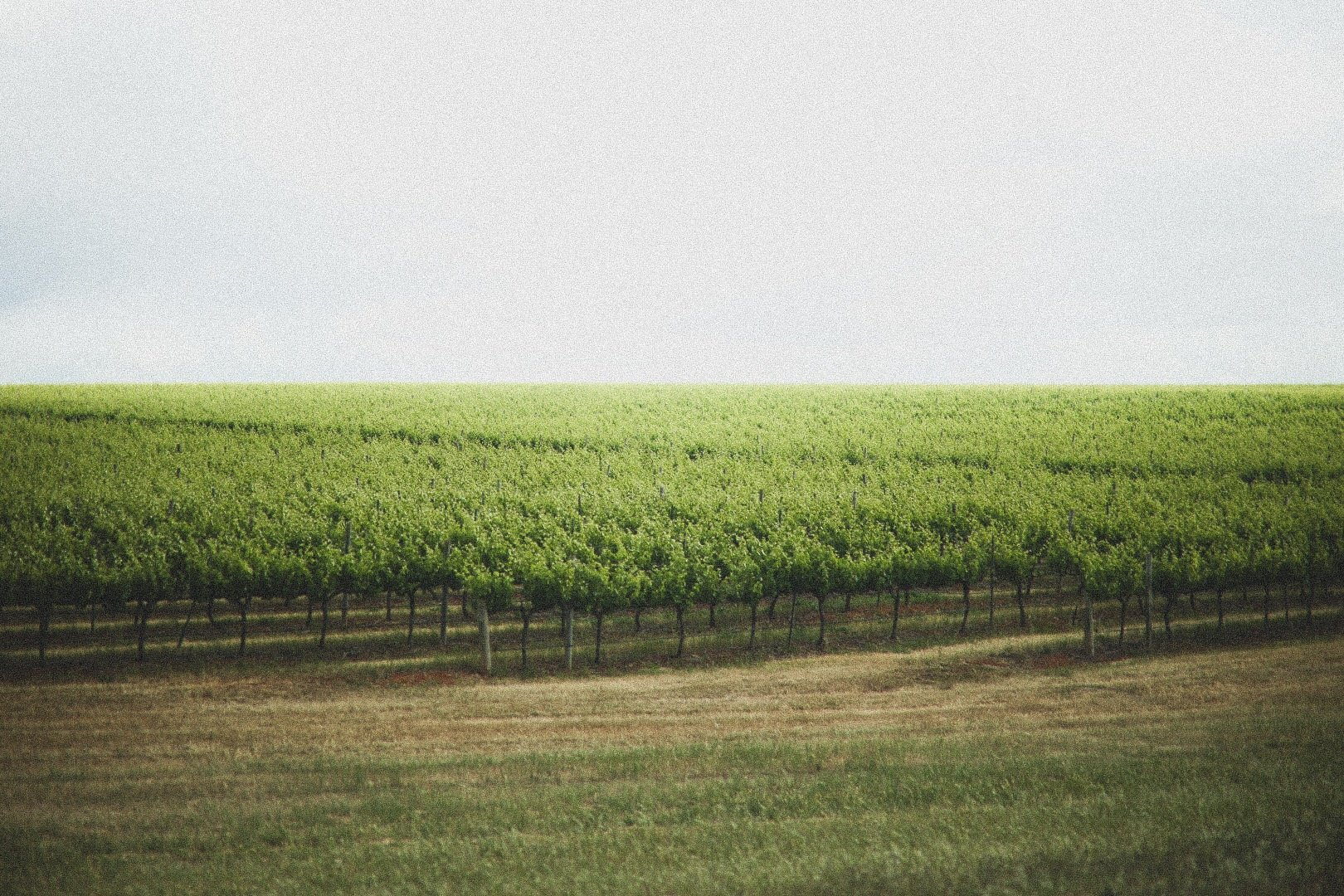 3. Borossa Valley.jpeg