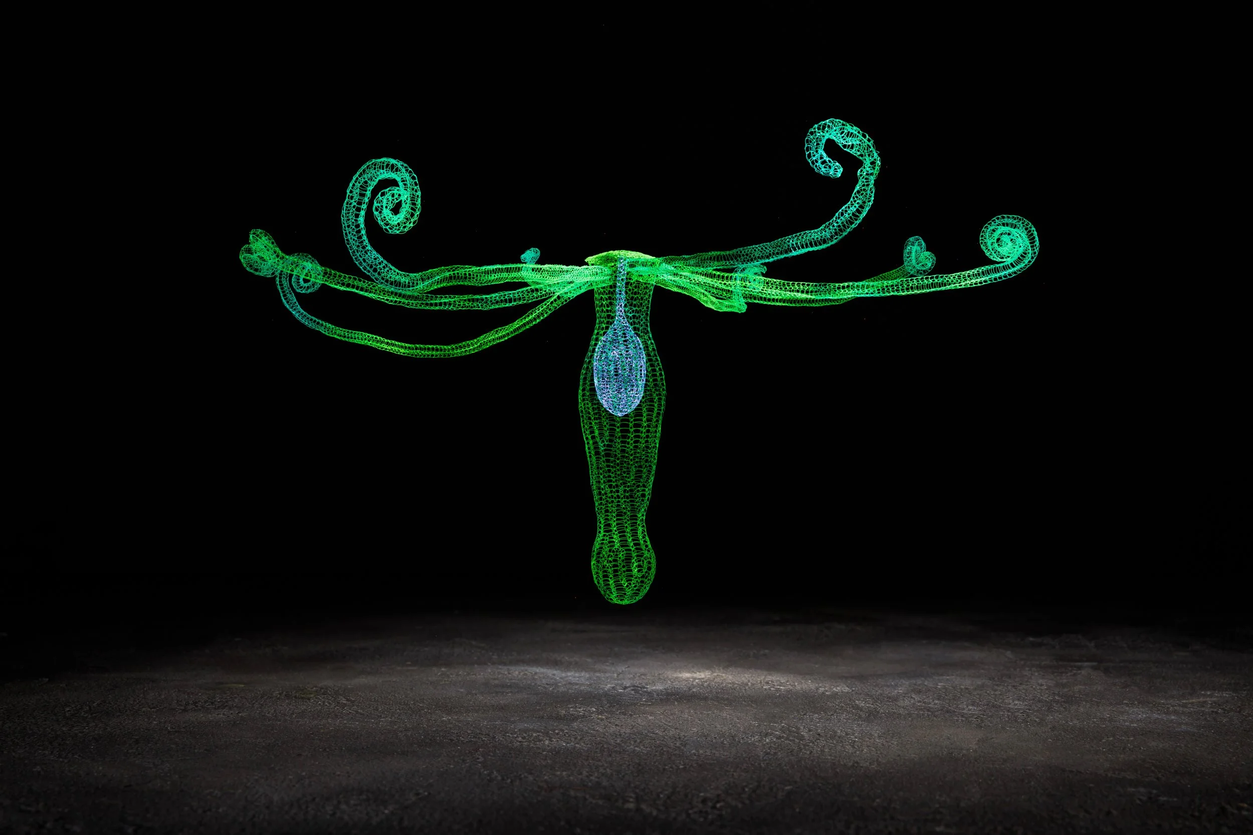 Hydroid