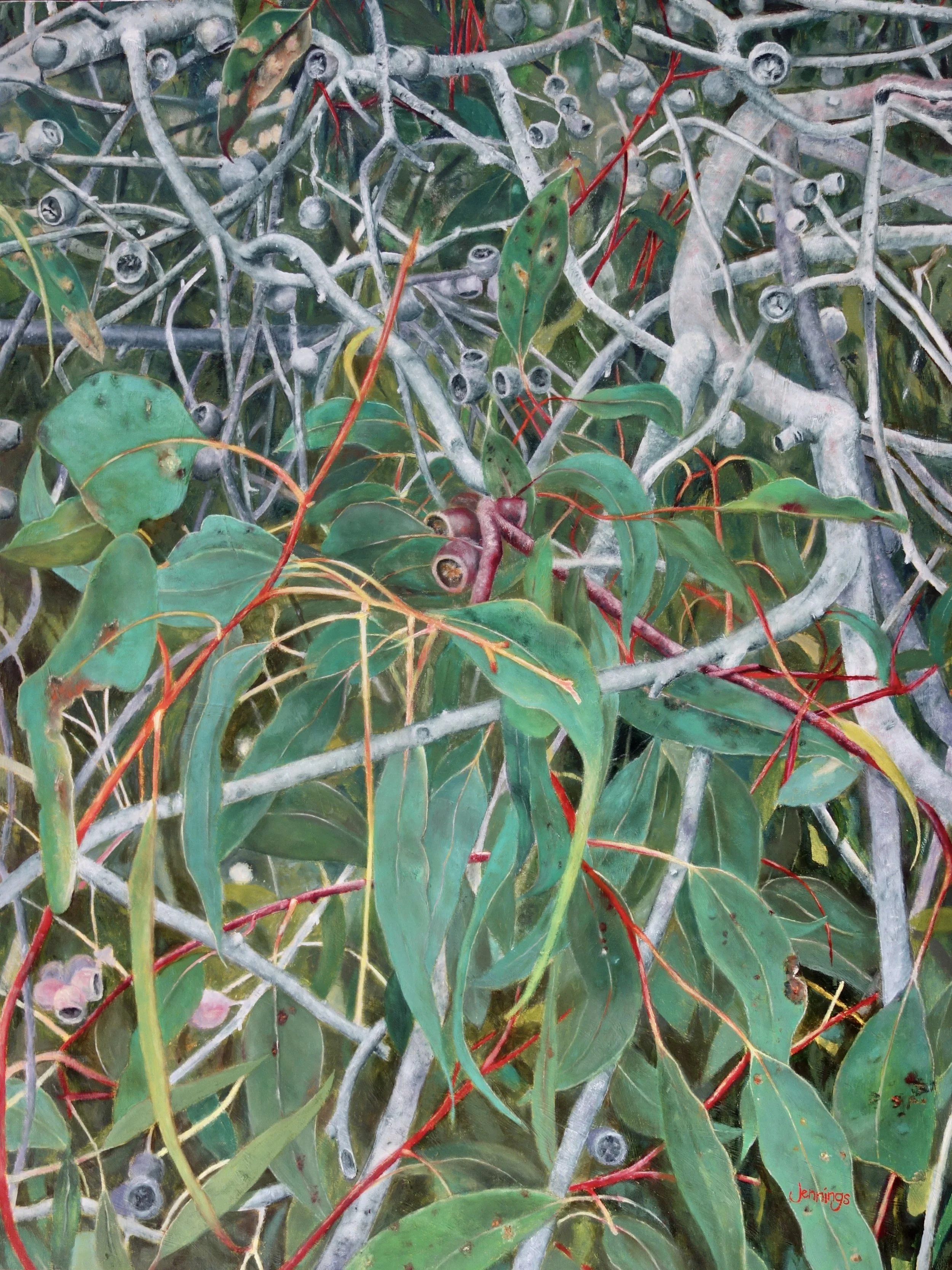 Eucalypt: Gum Nuts II