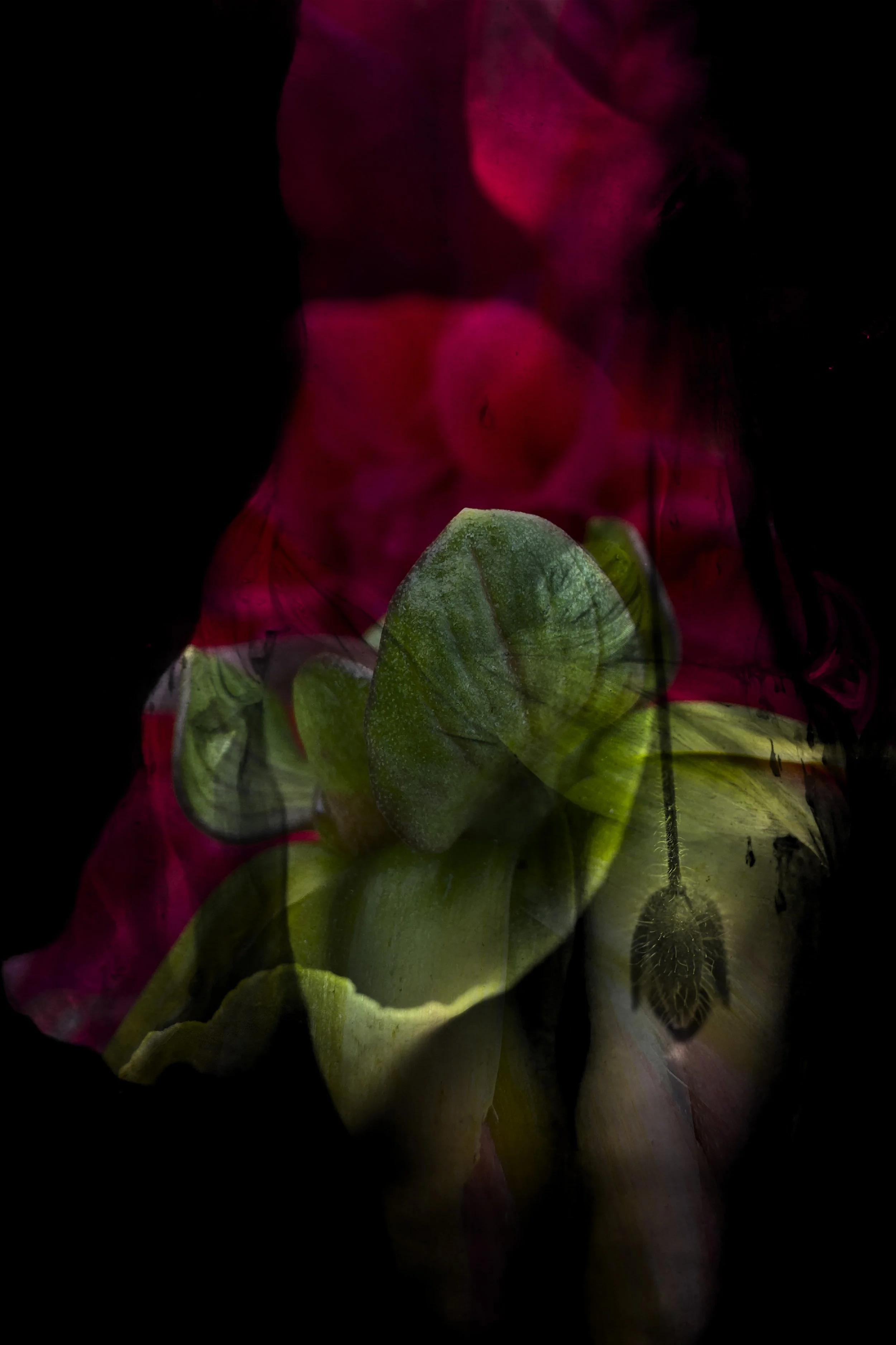 Our bodies are wild and shimmering 27