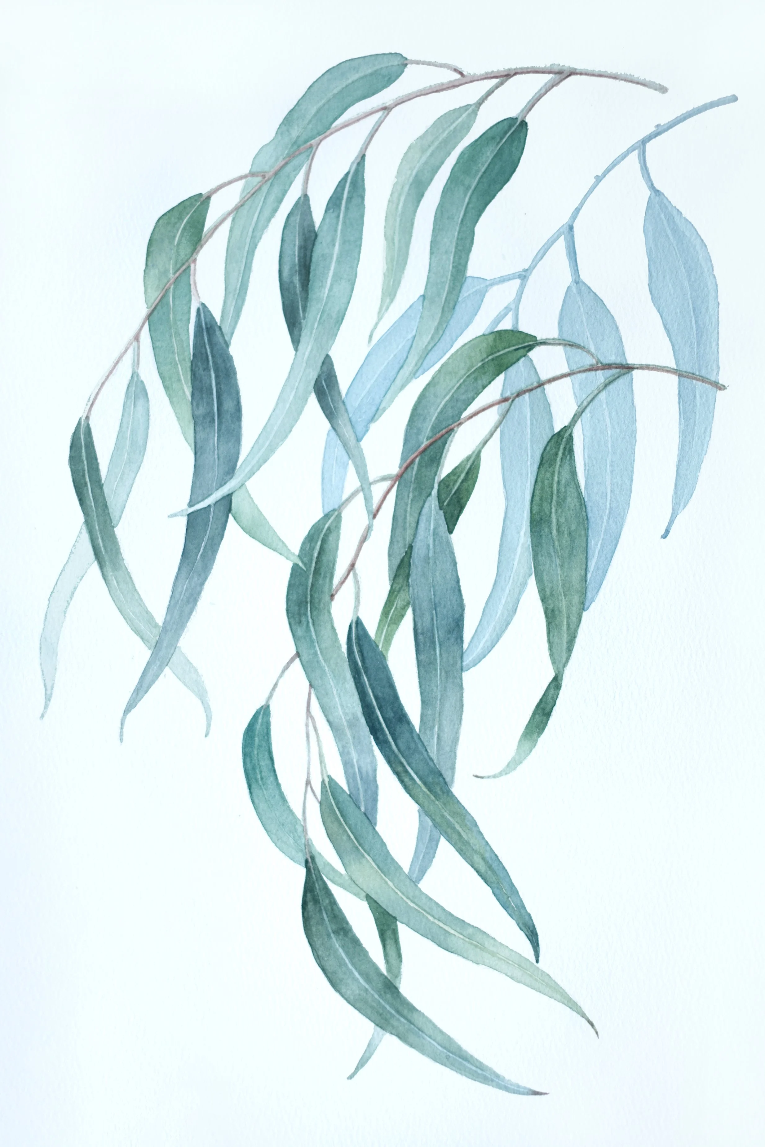 Breath of Gum Leaves