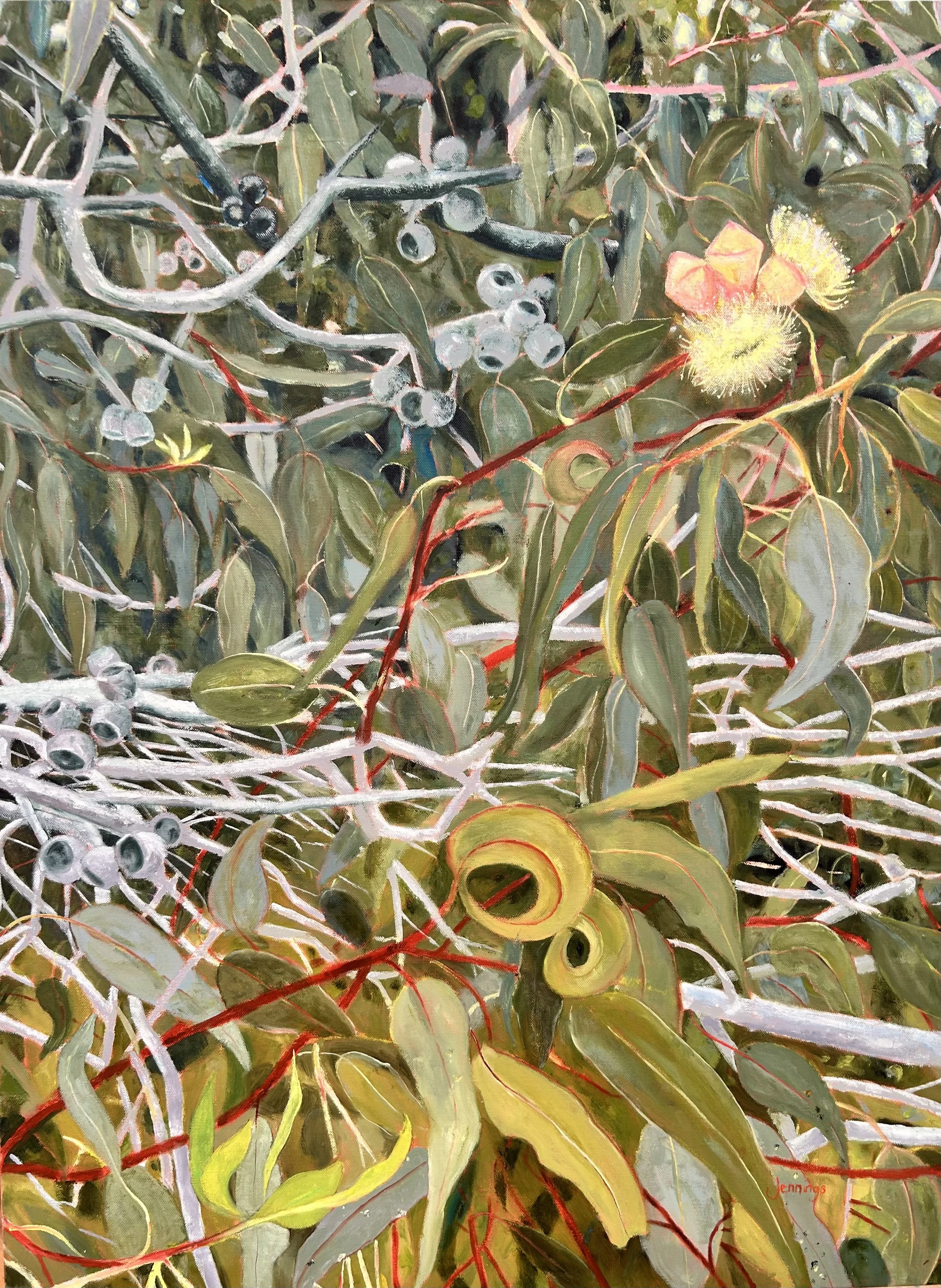 Yellow Flowering Gum