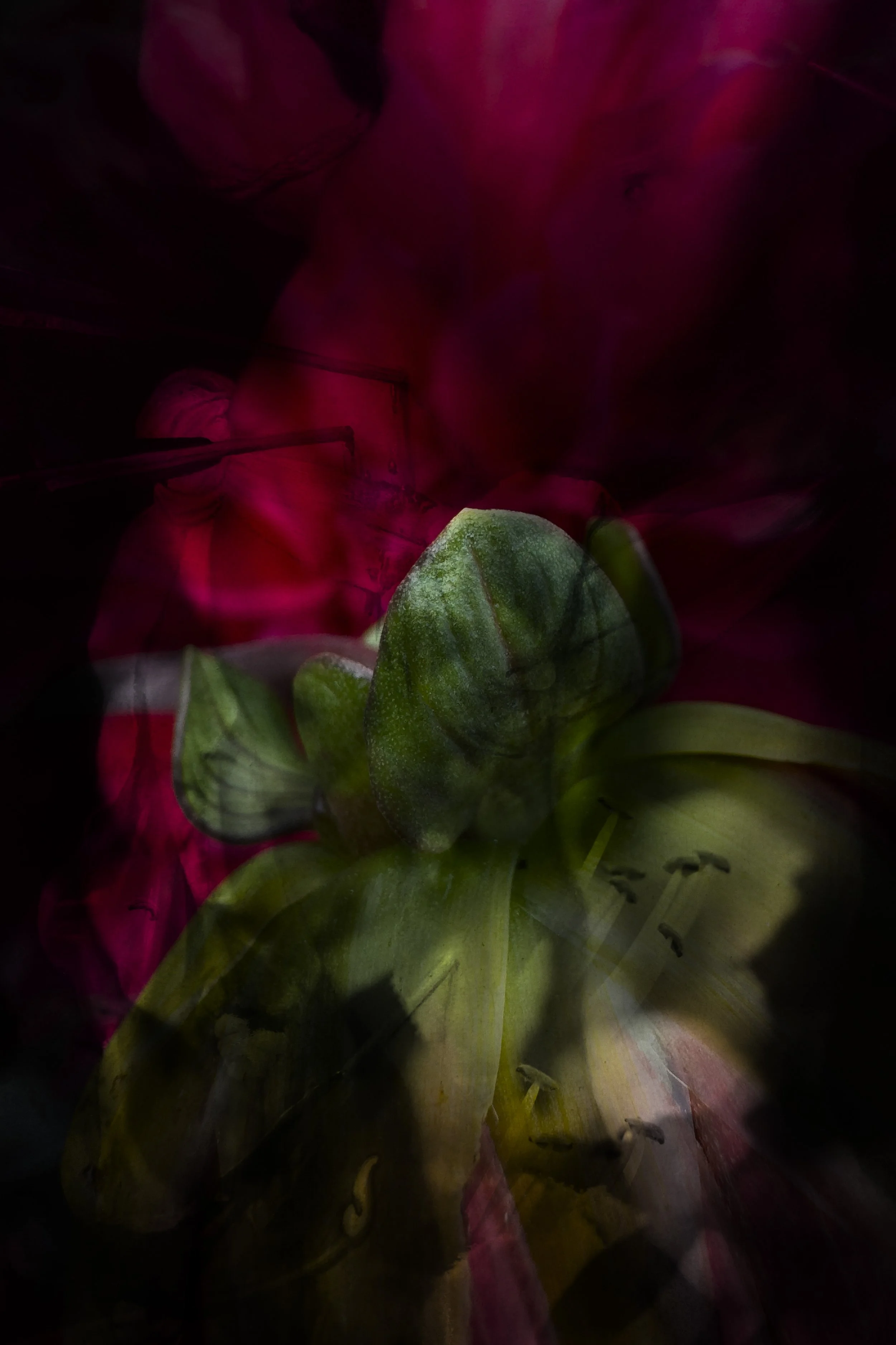 Our bodies are wild and shimmering 26