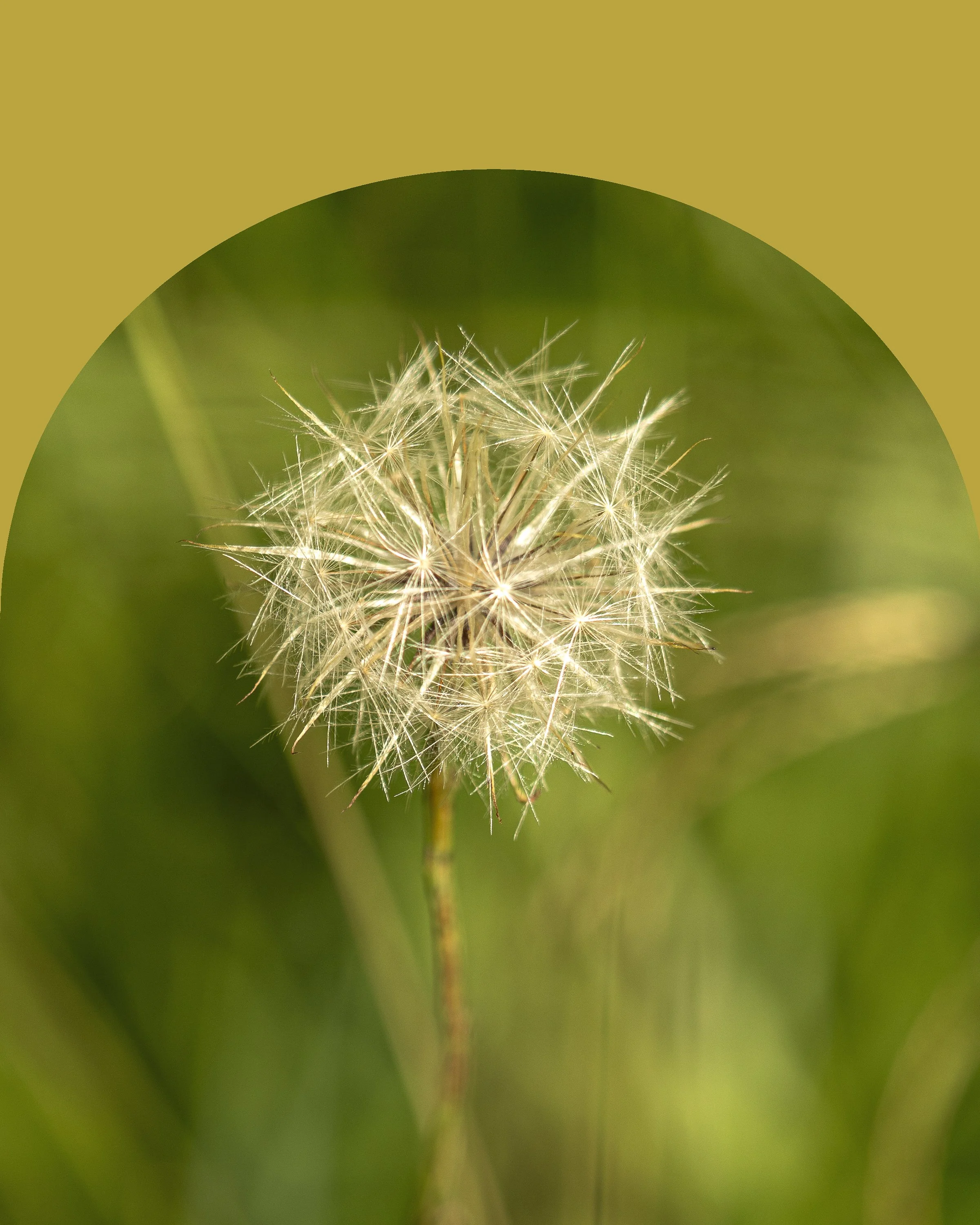 Dandelion