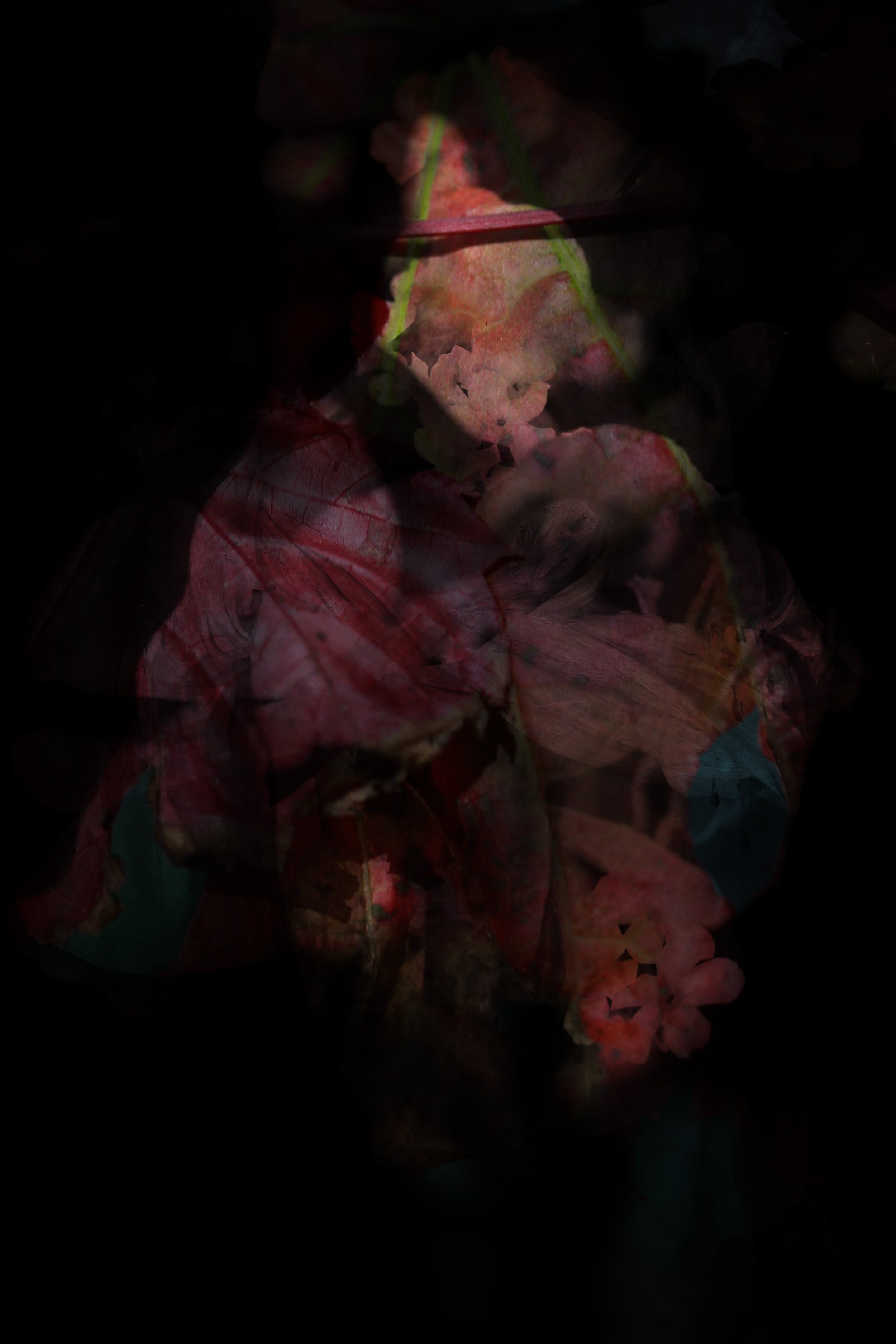 Our bodies are wild and shimmering 4