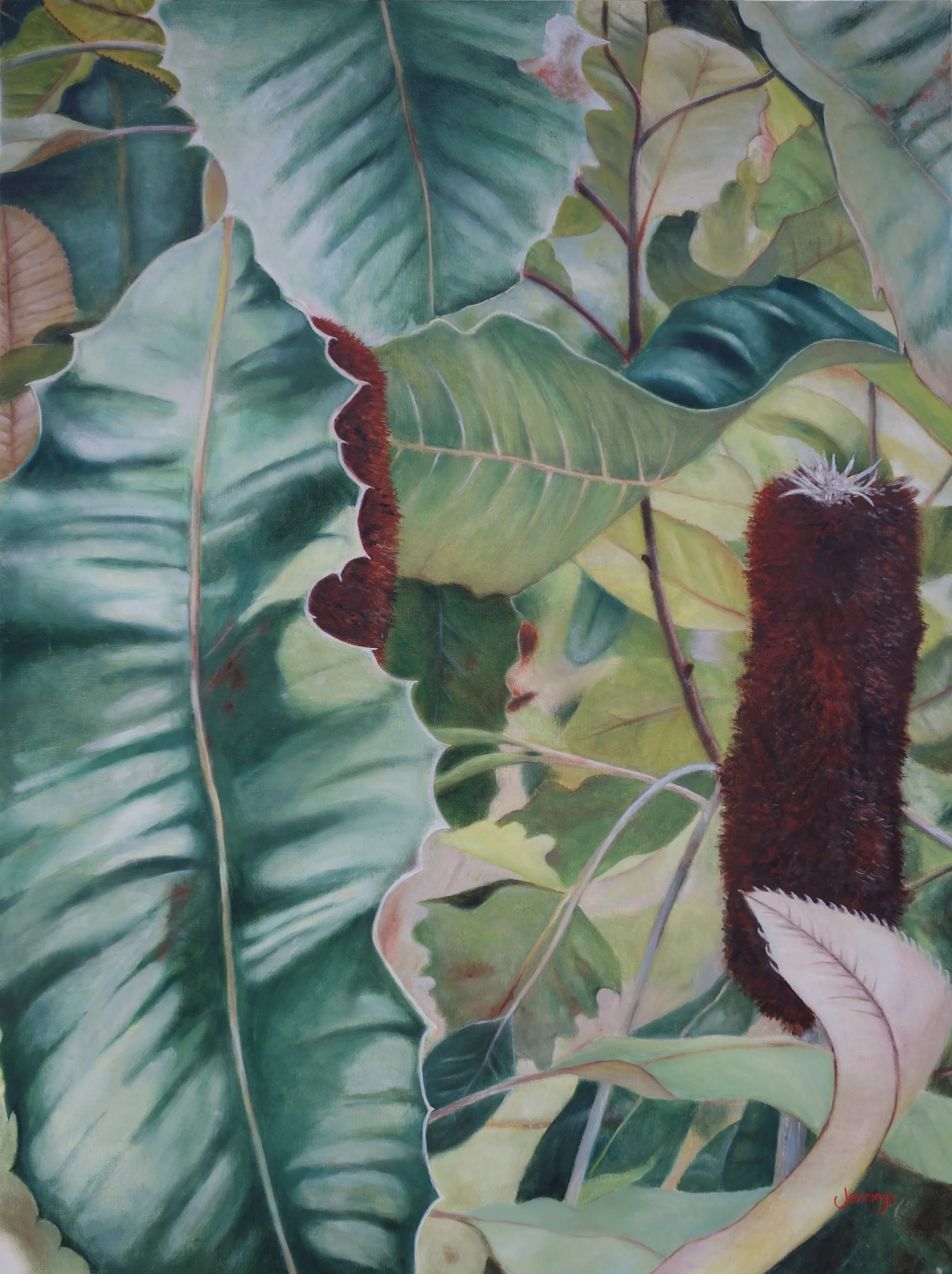 Banksia.JPG
